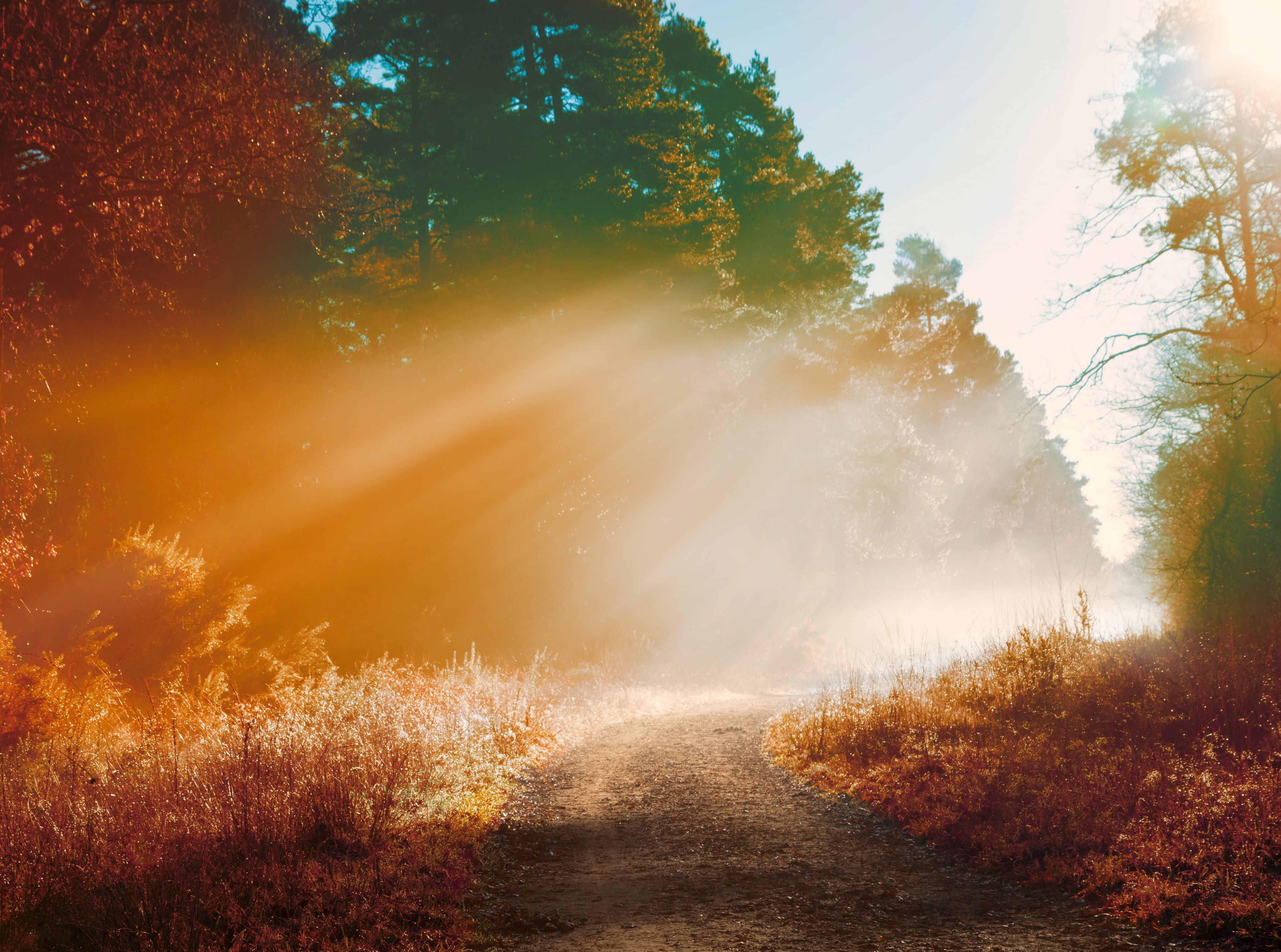 environment, 4K, sunlight, green, Track, the way forward, Wood, Path, Light, dirtroad, outdoors, tranquility, landscape, tree, tranquil scene, Mist, Sunrays, HD Wallpaper