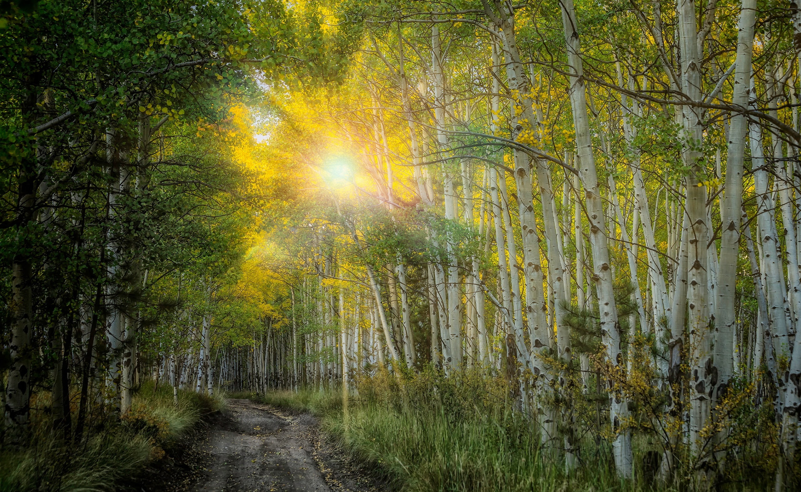 tree, beauty in nature, dirtroad, idyllic, Outdoor, plant, woodland, Scenery, Colors, Landscape, Scene, Sunshine, Forests, Trail, Sunlight, Photography, HD Wallpaper