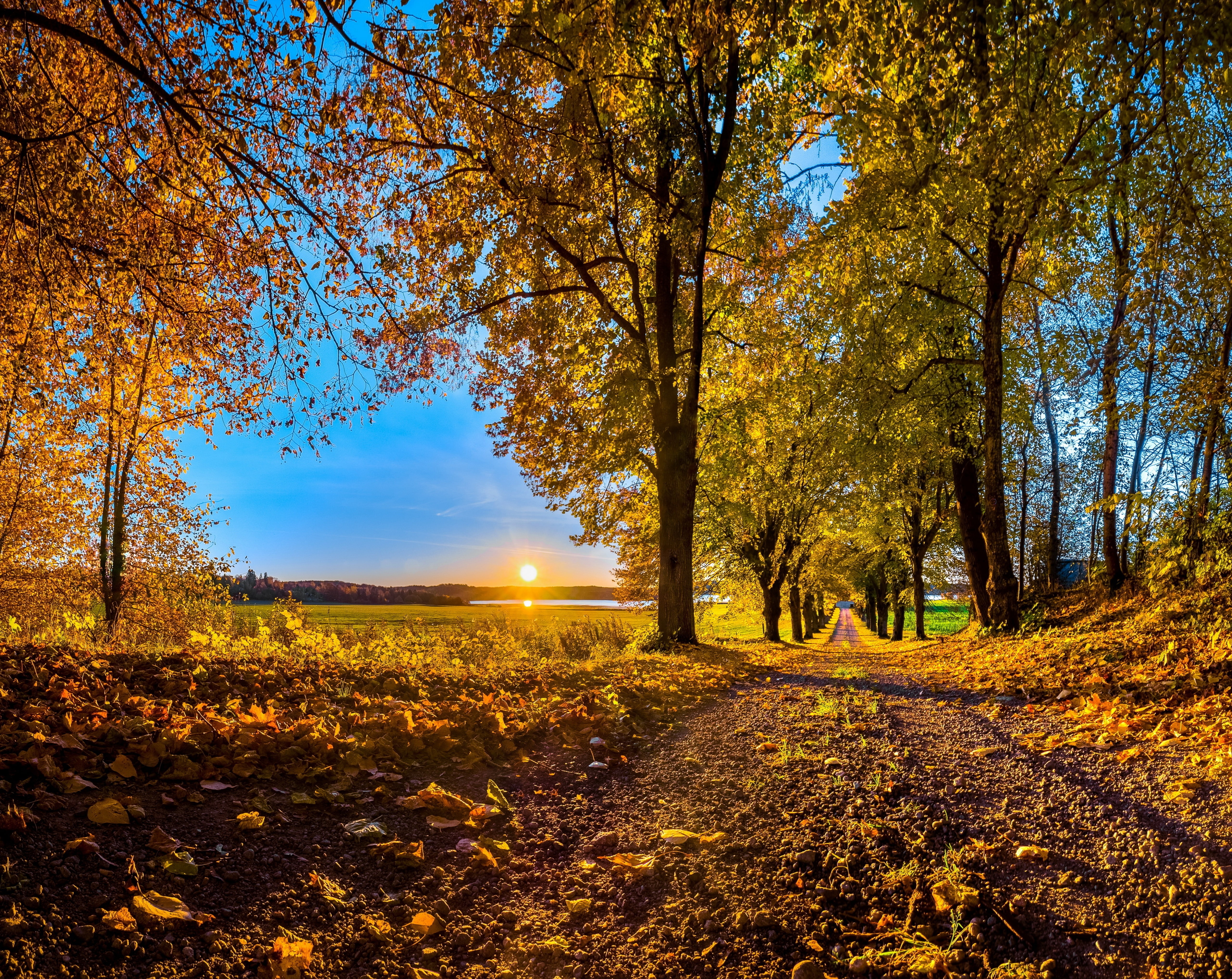 pathway, idyllic, 5K, tranquil scene, land, Trees, autumn collection, countryroad, beauty in nature, outdoors, Forest, tree, Road, change, orange color, HD Wallpaper