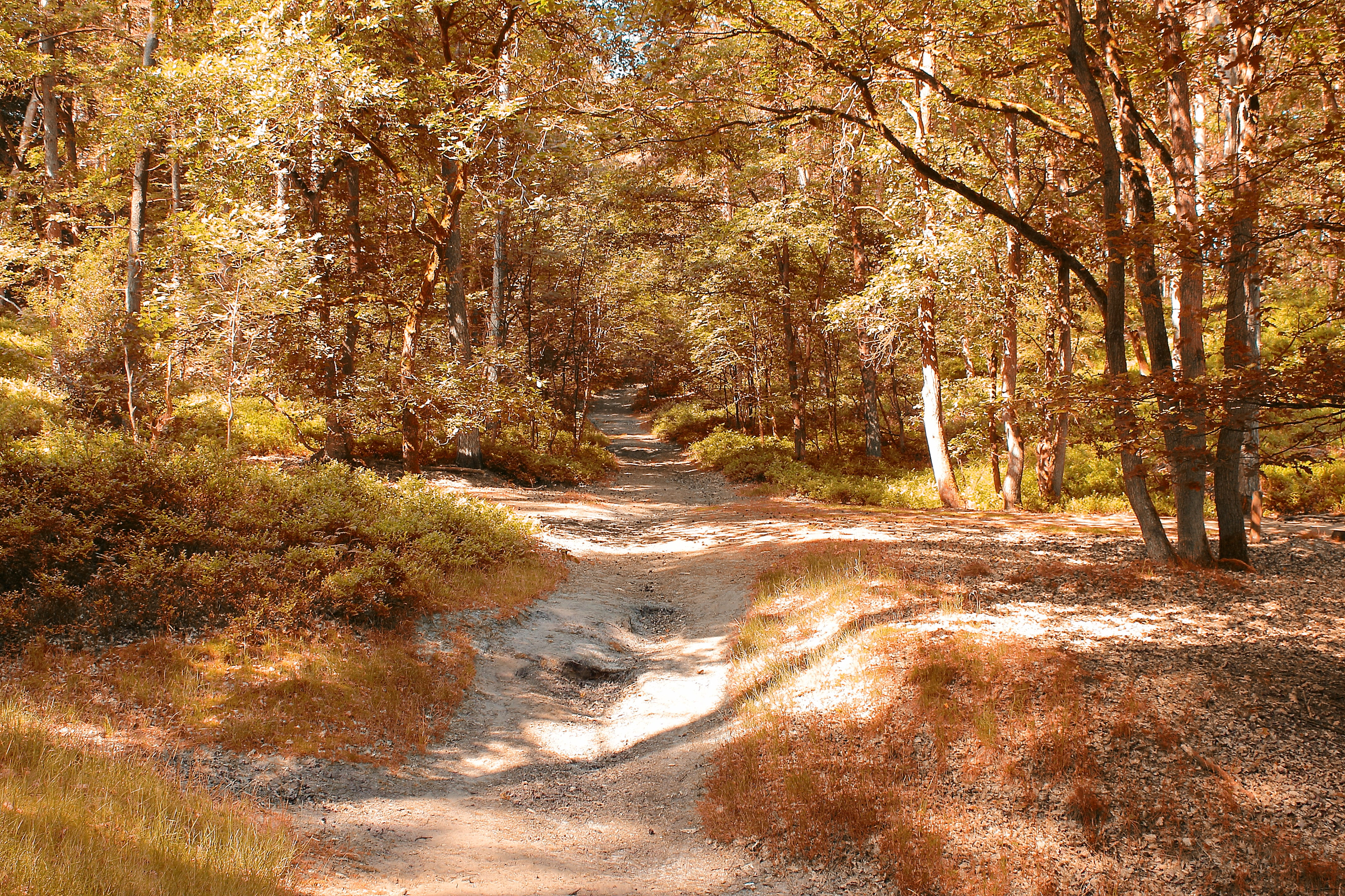 water, autumn, forest, road, plant, tranquil scene, no people, woods, land, non-urban scene, trees, nature, scenics - nature, 4K, tree, raysofthesun, sunlight, HD Wallpaper