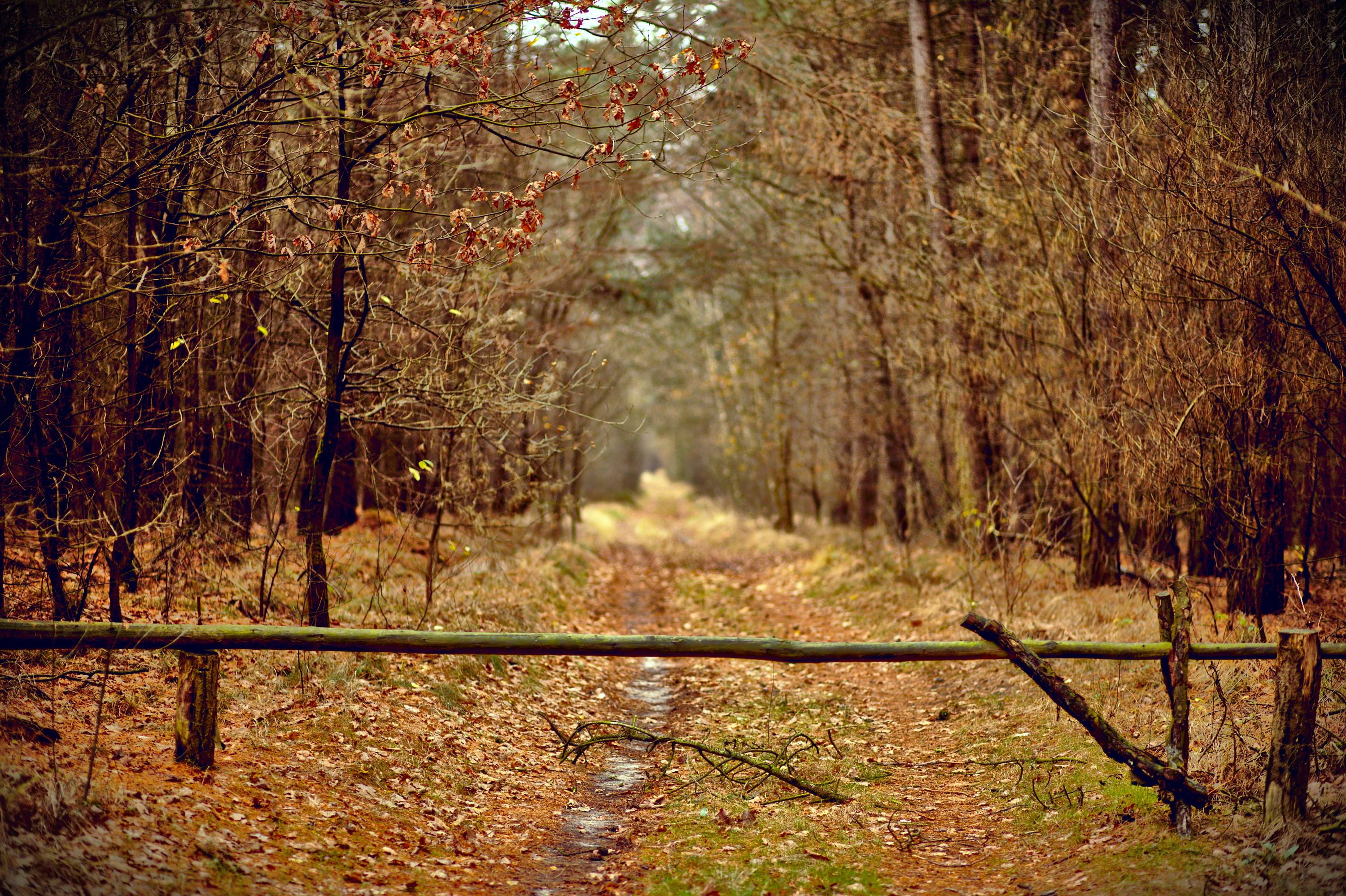 tranquil scene, winnerstraat, plant, nature, no people, trees, the way forward, tree, trail, autumn, 2K, scenics - nature, footpath, belgium, land, brown, HD Wallpaper