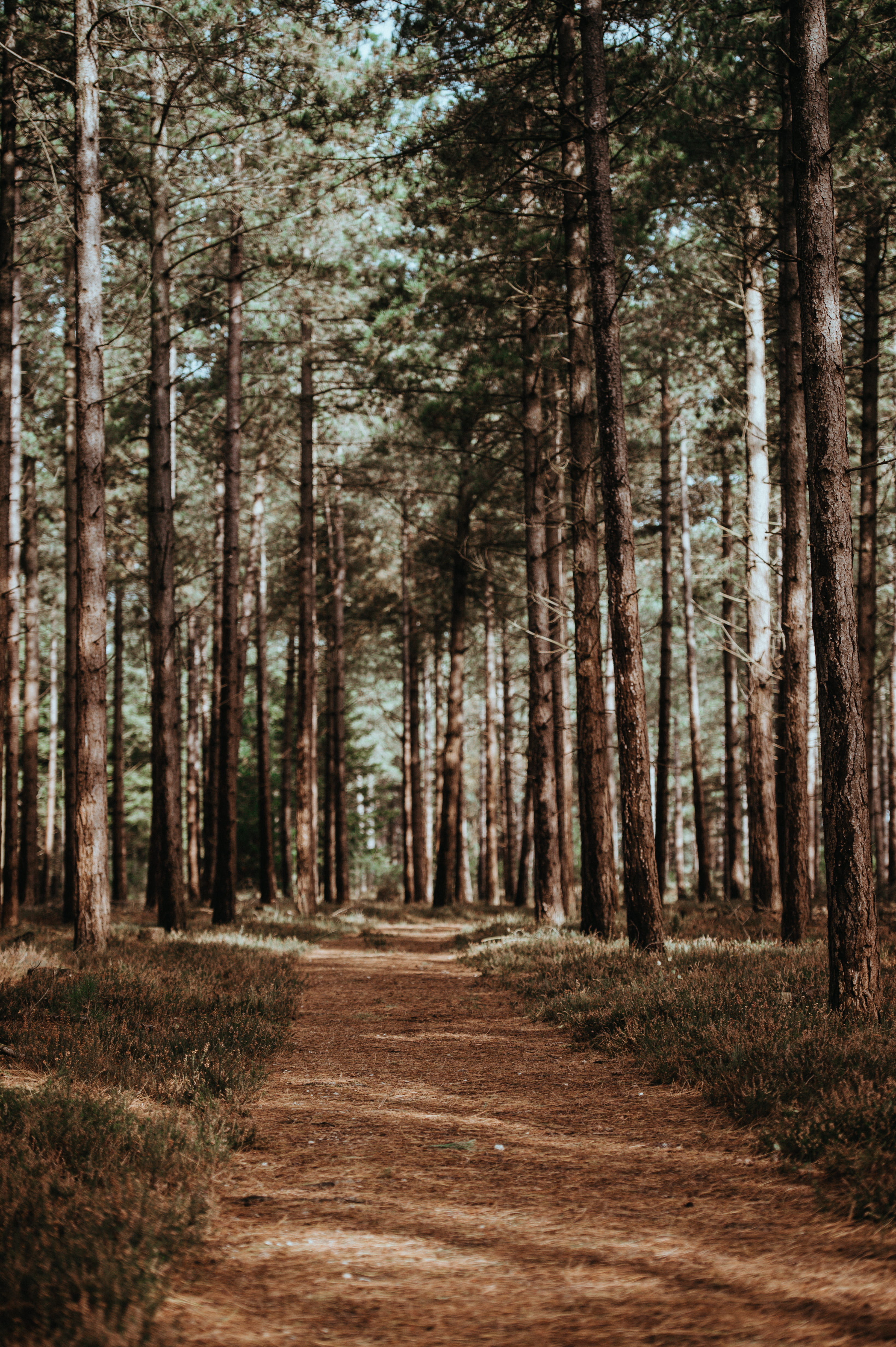 the way forward, pathway, dirtroad, beauty in nature, dirt road, no people, diminishing perspective, trees, road, forest, day, nature, woodland, outdoors, Phone HD Wallpaper