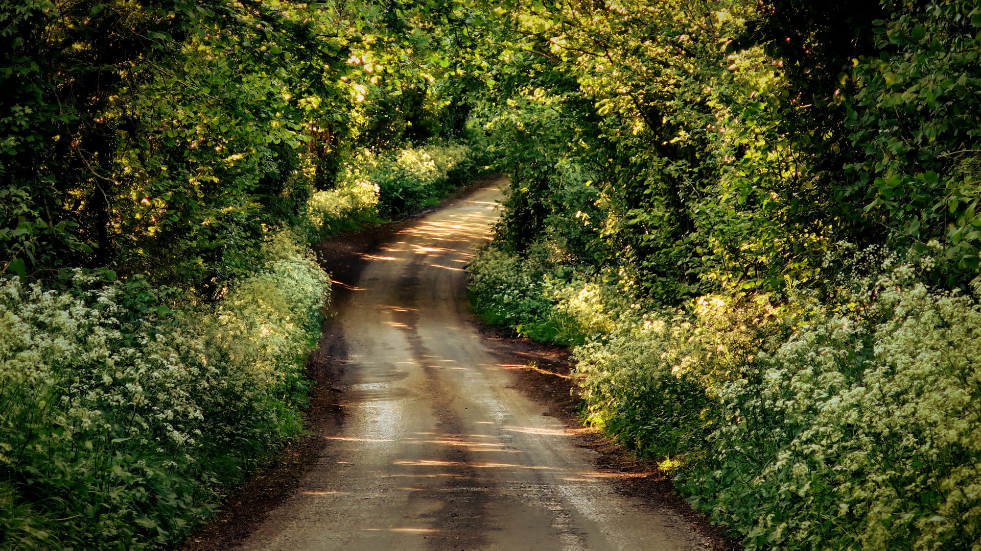 England, UK, plants, dirtroad, trees, nature, road, 1080P, leaves, forest, HD Wallpaper