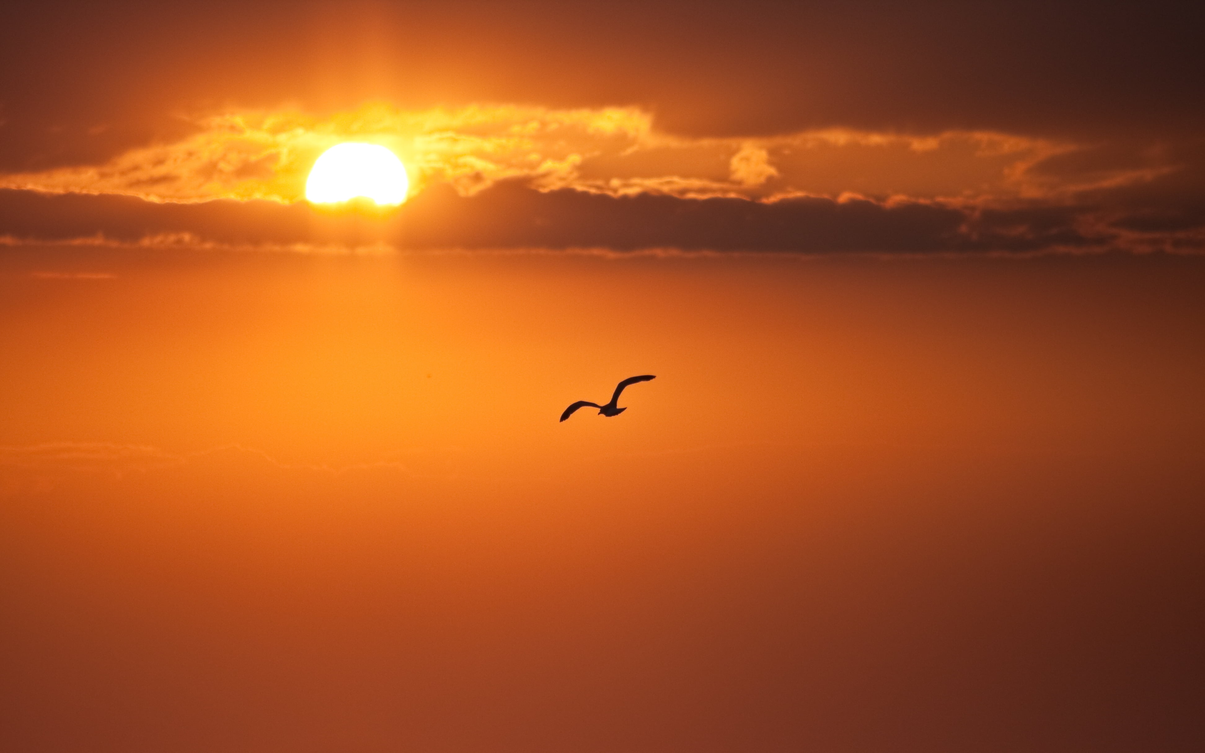 orange color, blue, backgrounds, bird, animal Wing, hour, 4K, scenics - nature, beauty In Nature, sea, nature, vertebrate, animal themes, cloud - Sky, HD Wallpaper