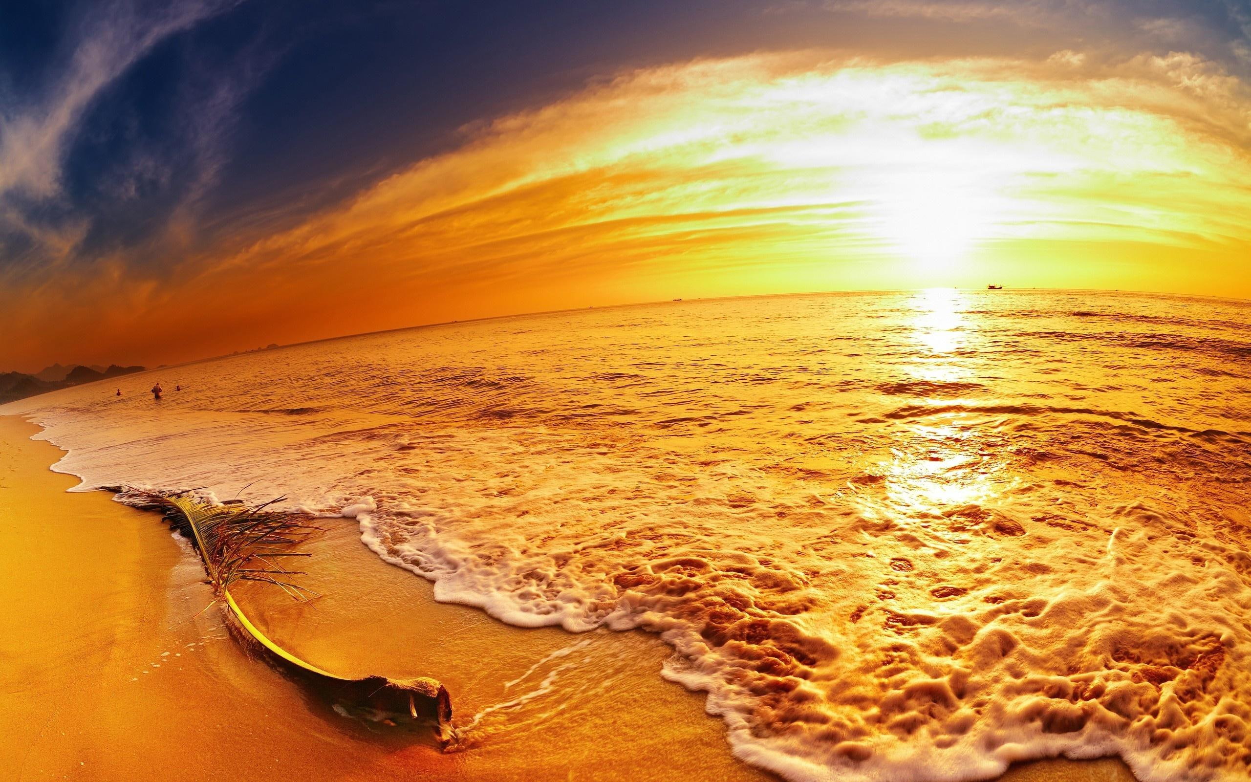 orange, evening, tree, beach, decline, panorama, palm, branch, sand, 2K, sea, palm tree, coast, HD Wallpaper