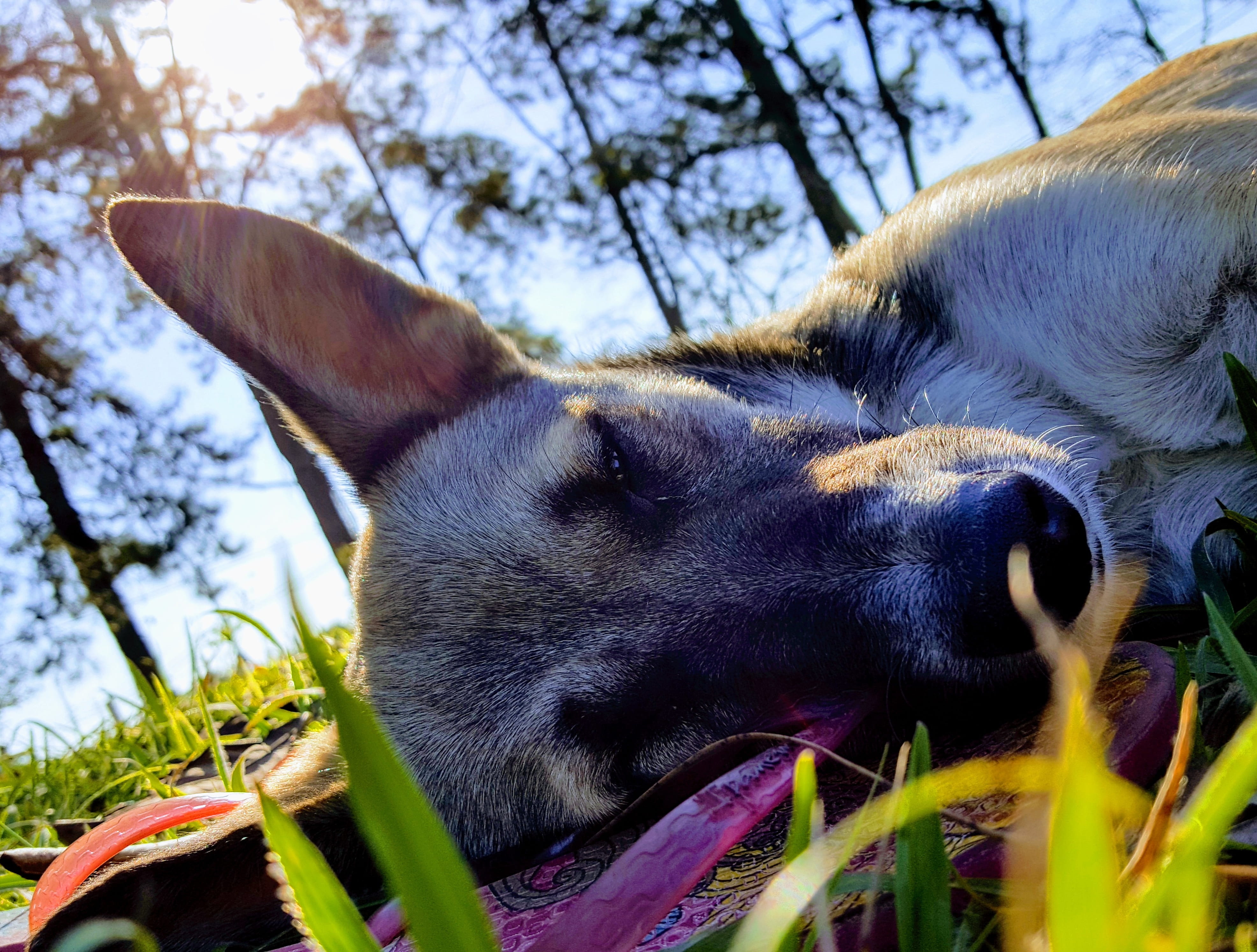 brazil, vila santista cipó, no people, dog, domestic, day, animal themes, wolf, canine, domestic animals, volk, close-up, 4K, one animal, sky, plant, looking, HD Wallpaper