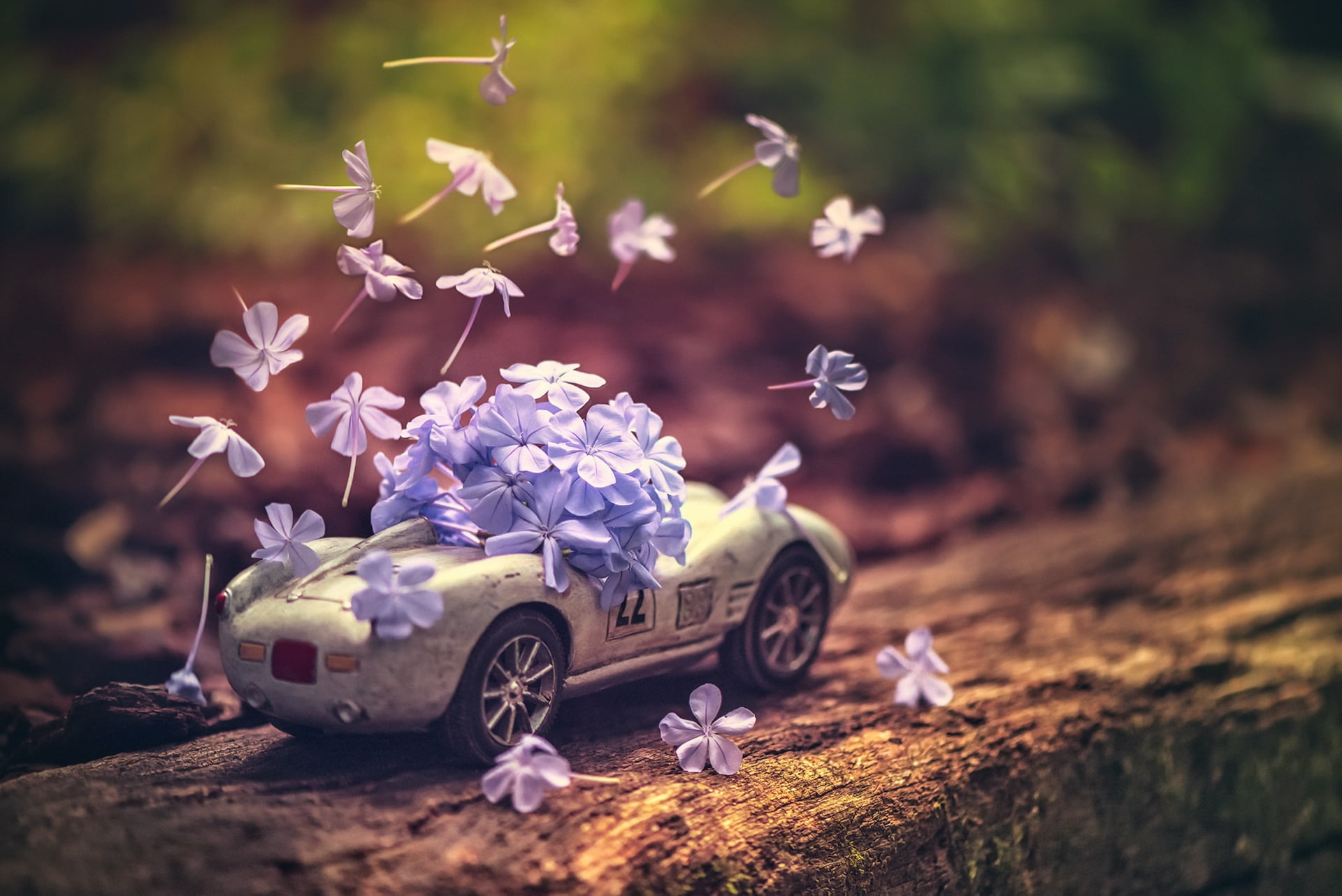 inflorescence, selective focus, car, vehicle, flower head, close-up, bouquet, flower, freshness, flowering plant, petal, no people, flowers, land, day, HD Wallpaper