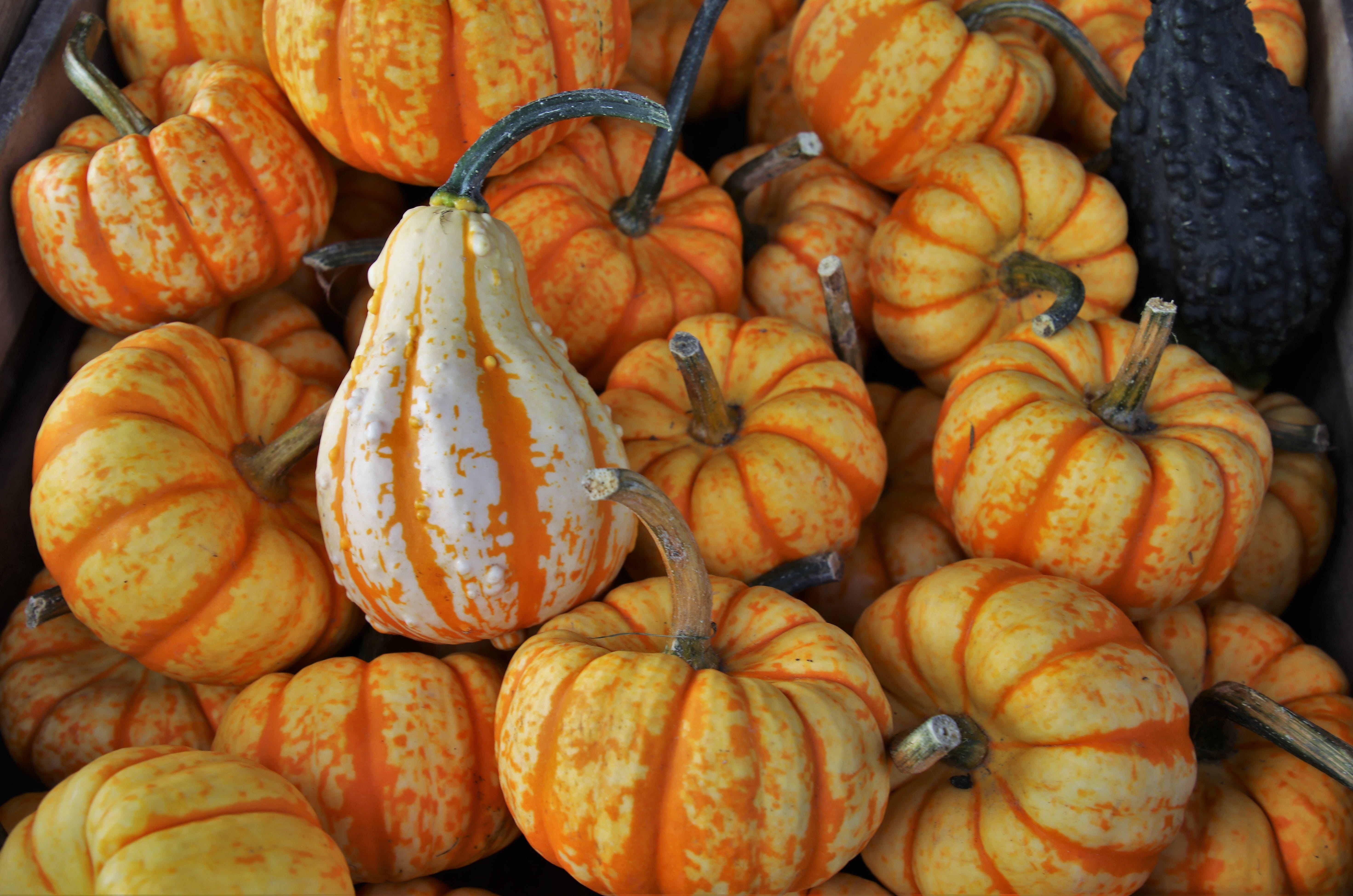 farmers market, market, orange color, yellow, decoration, day, close-up, 5K, gourmet, health, outdoors, large group of objects, mood, tasty, autumn, seasonal, HD Wallpaper