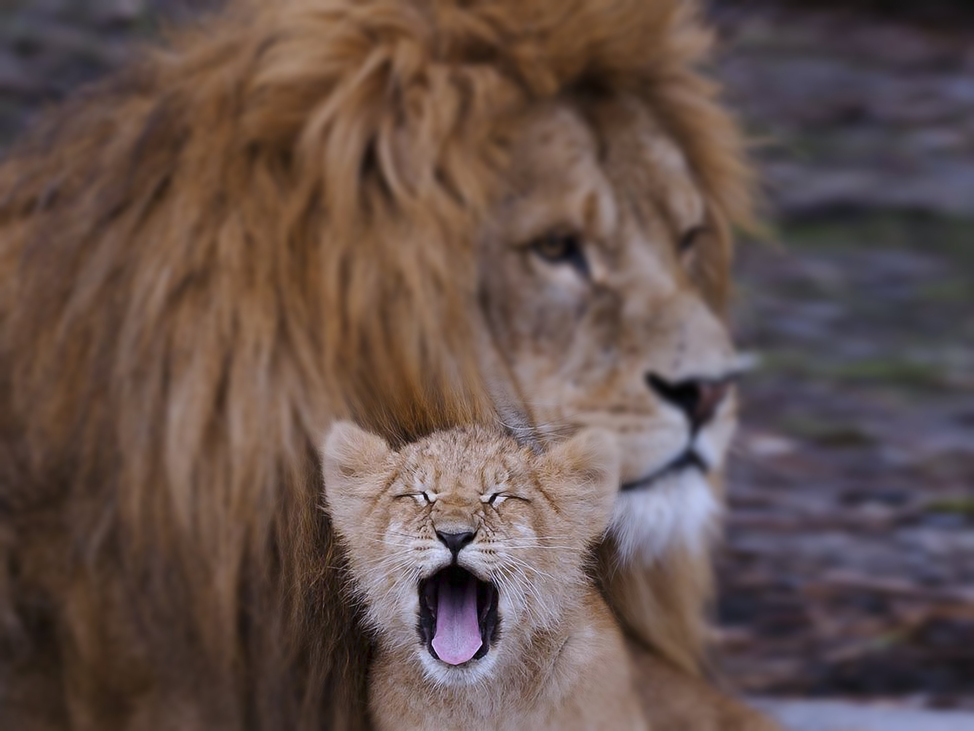 Wilds, animals, Cub, lion, Dad, Father, predators, Africa, son, family, kids, 4K, HD Wallpaper