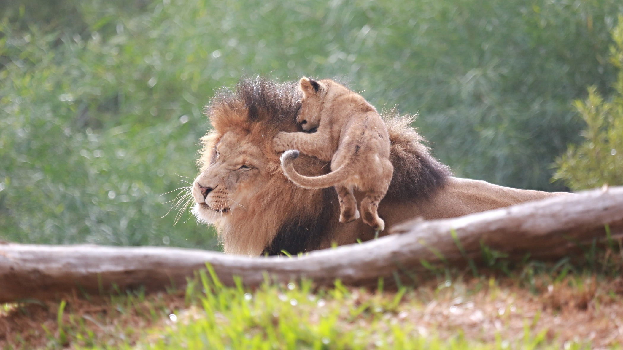 1080P, face, lions, animals in the wild, brown, vertebrate, the game, day, feline, lion - feline, lion, jump, tree, animal wildlife, cat, grimace, animal themes, HD Wallpaper