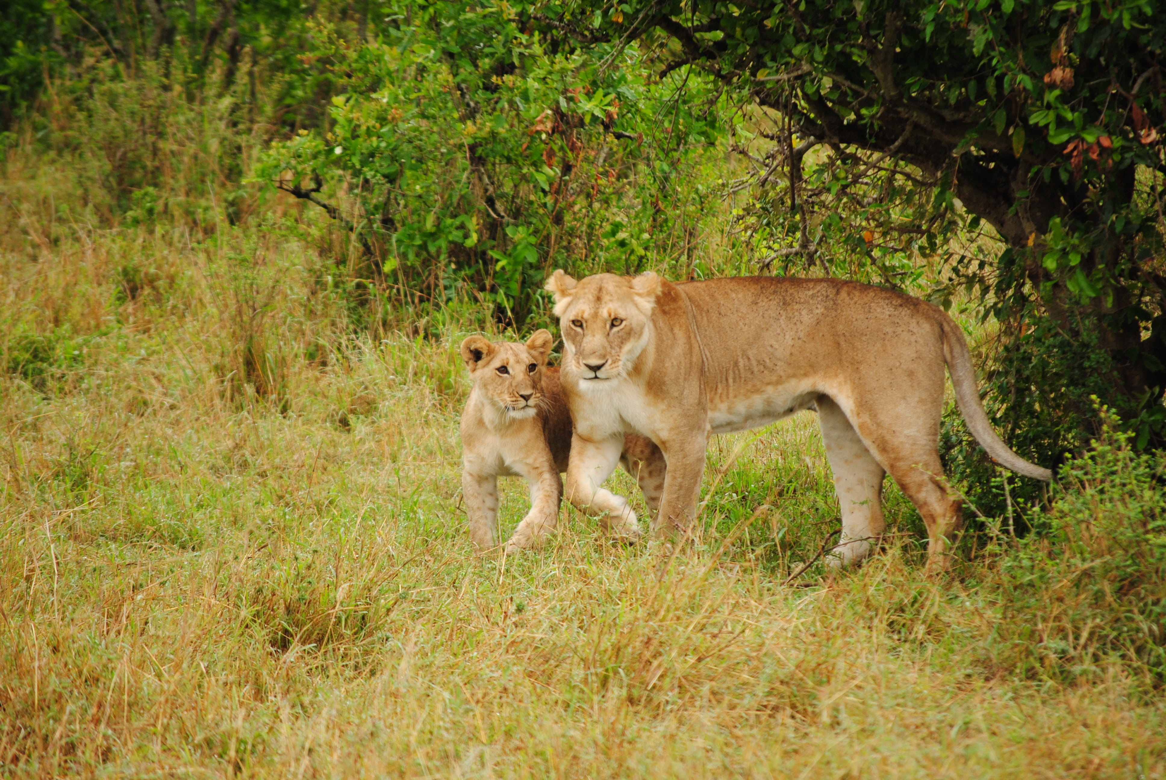 young animal, animal wildlife, no people, tanzania, nature, undomesticated Cat, two animals, savannah, serengeti National Park, big Cat, animal family, HD Wallpaper