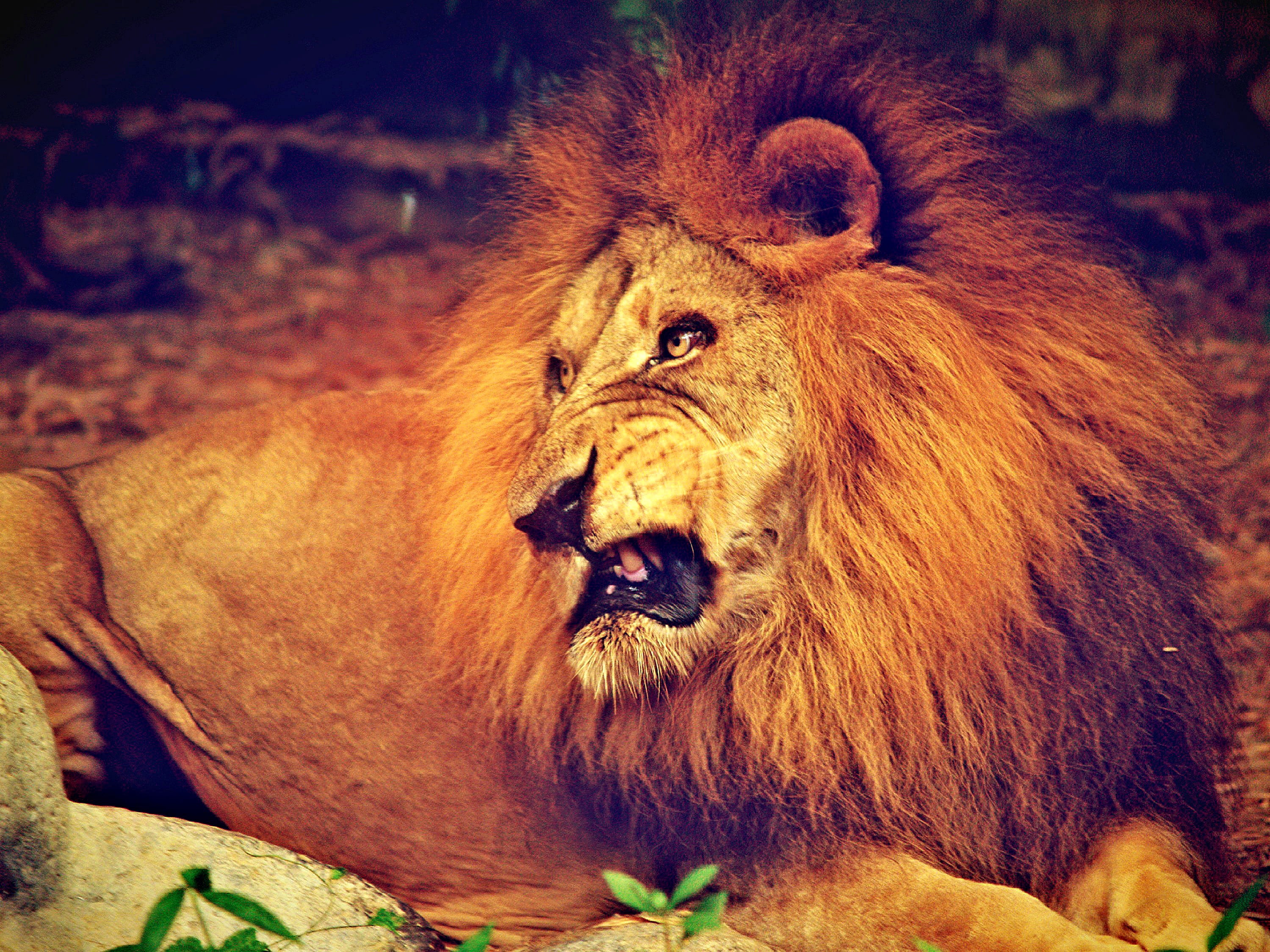 power, animals And Pets, animal themes, mammal, staring, looking away, carnivore, animal, male animal, nature, mouth open, focus on foreground, cat, looking, HD Wallpaper