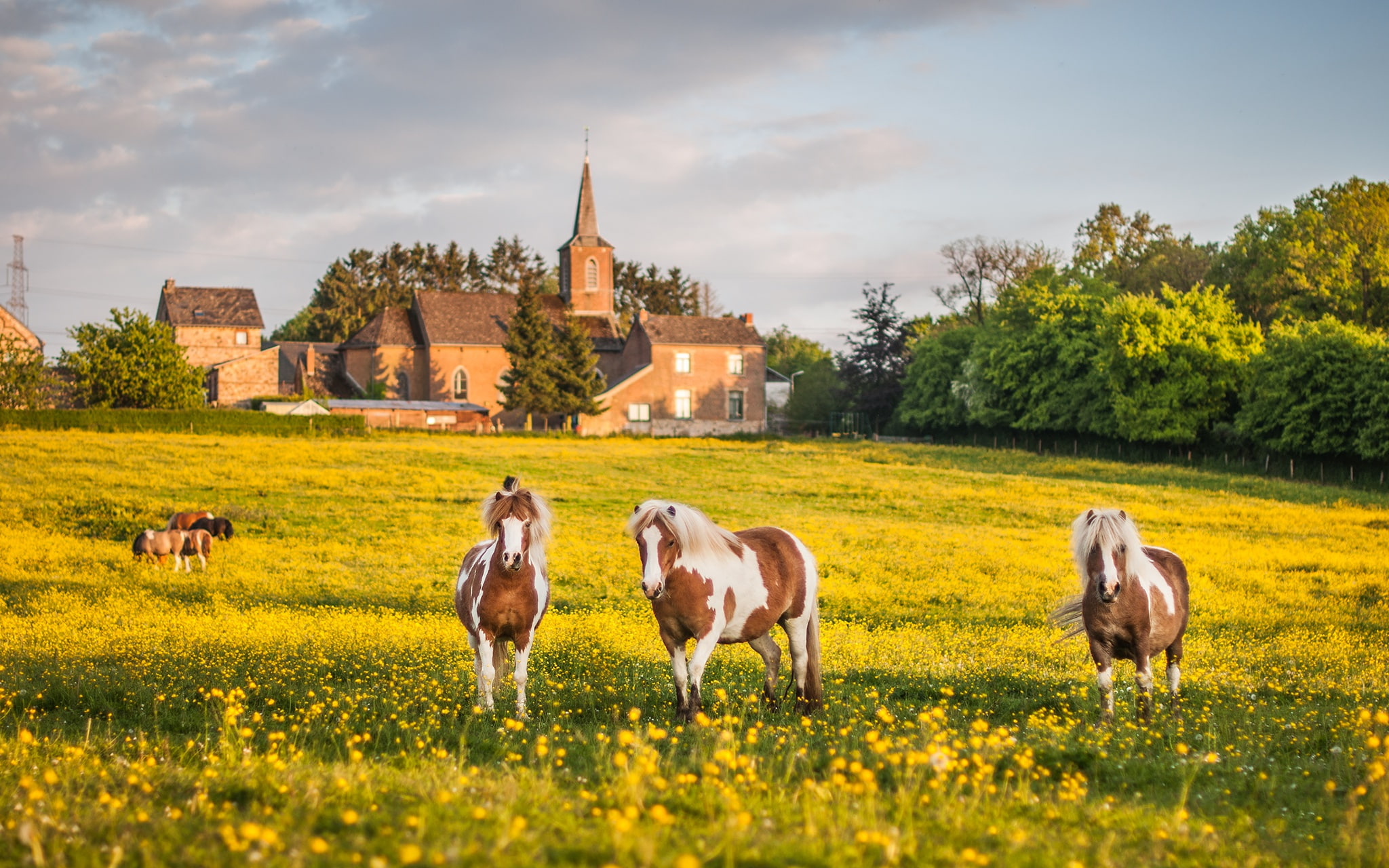 landscape, flowering meadow, spotted, yellow, will, grazing, province, house, summer, trees, walk, the sky, castle, flowers, lawn, nature, meadow, mansion, HD Wallpaper