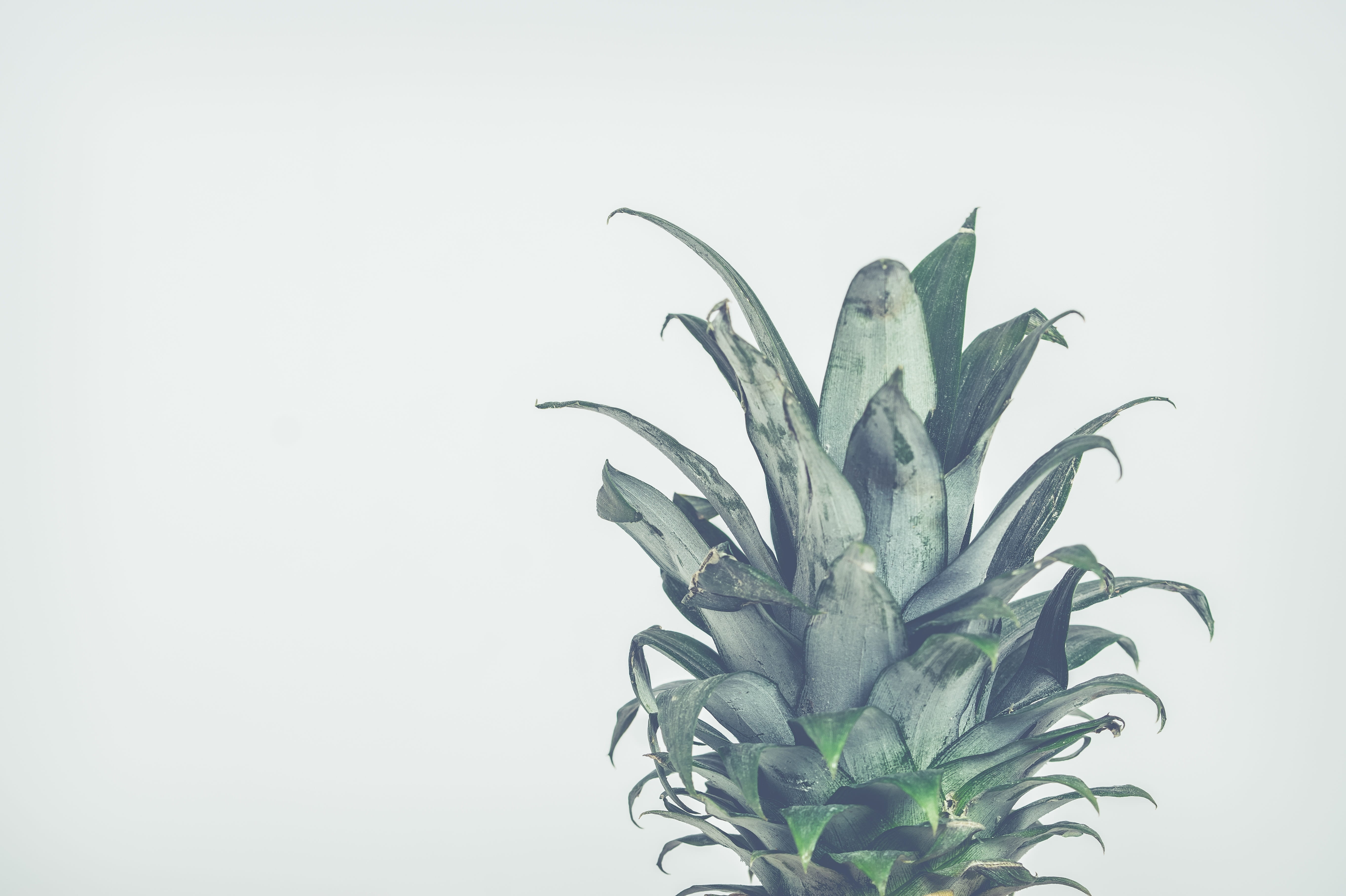 plant part, background, green color, white background, tropical fruit, 5K, green, wellbeing, cut out, freshness, plant, no people, desktop background, HD Wallpaper