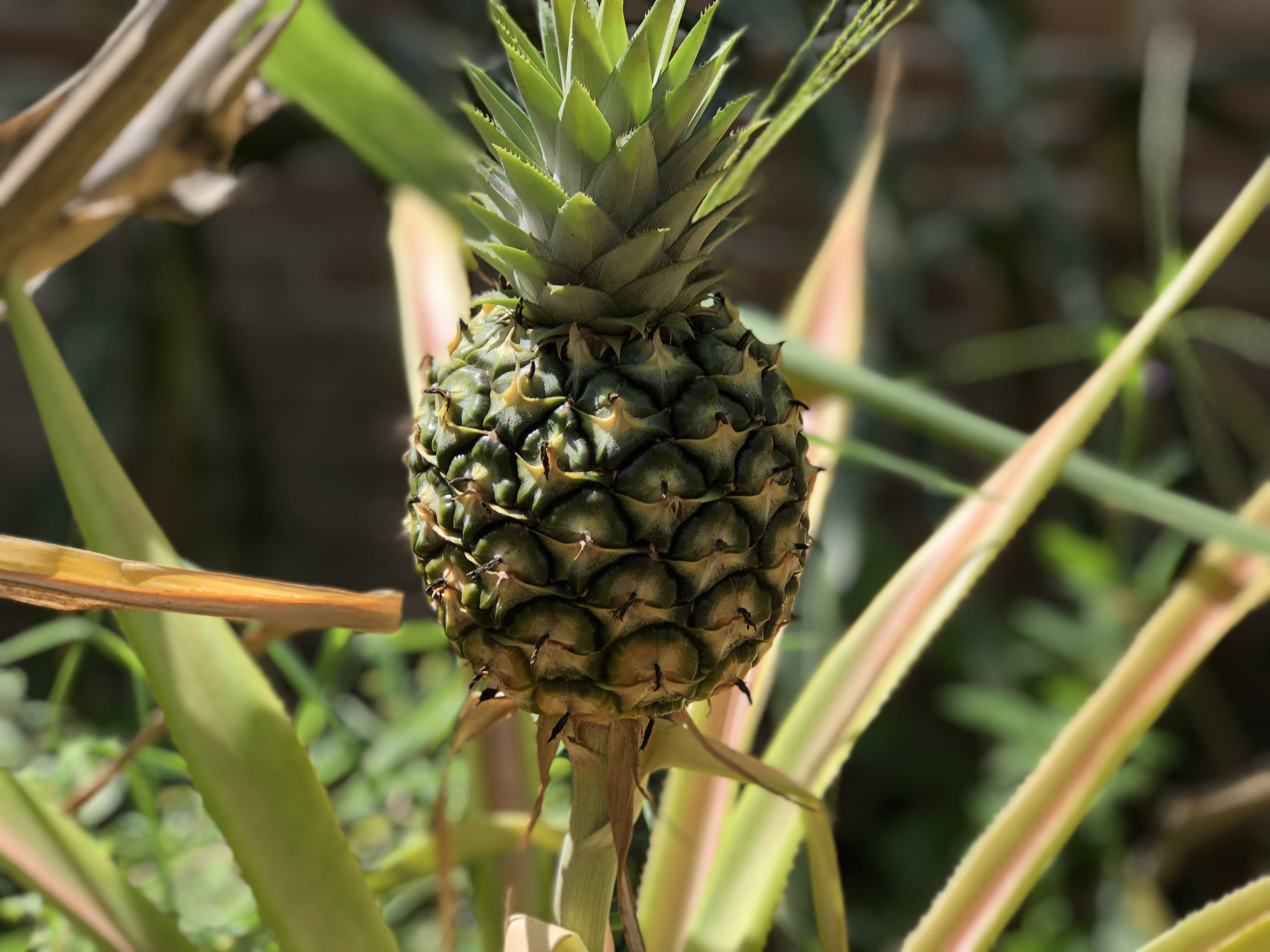 bordonal, healthy eating, food, fruit, plant part, pineapple, garden spider, tropical fruit, invertebrate, spider, no people, tree, outdoors, unnamed road, HD Wallpaper
