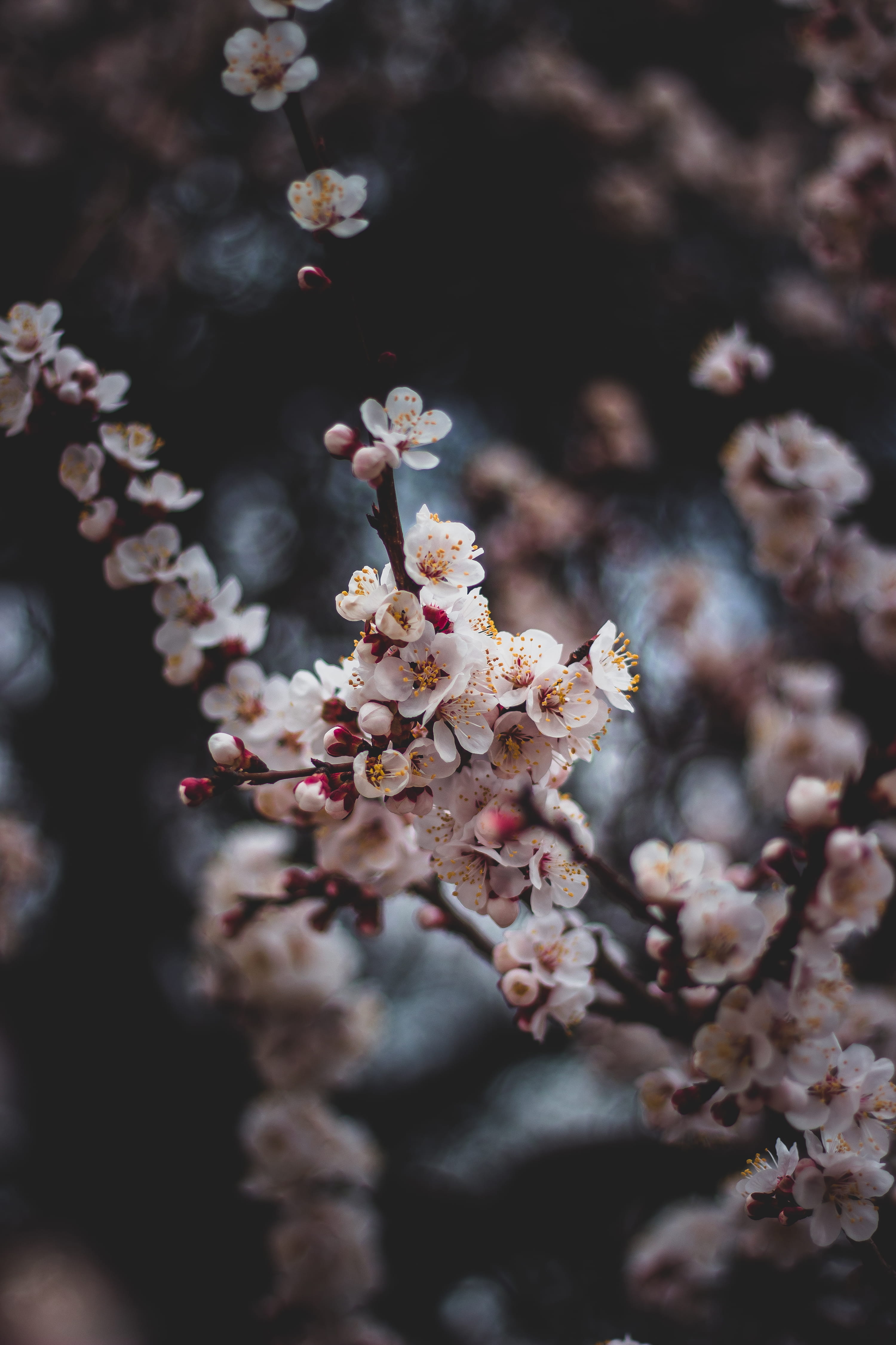 turkey, 4K, springtime, produce, flowering plant, white, selective focus, fruit, flower head, close-up, branch, april, flowers, freshness, Phone HD Wallpaper
