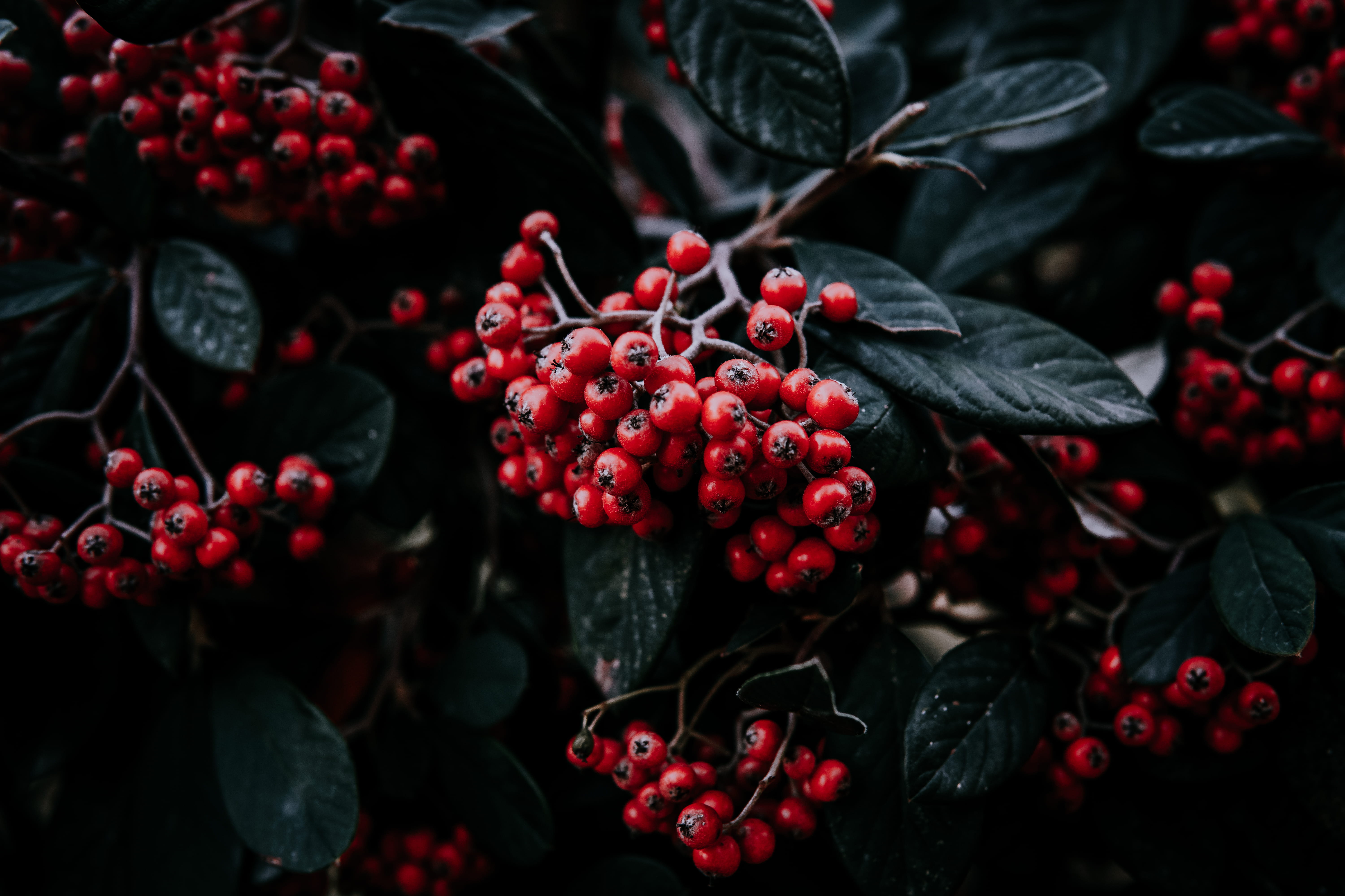 close-up, mood, plant, life, forest, berries, view, cherry, blossom, berry fruit, outdoors, istanbul, plant part, nature, food, healthy eating, leaves, HD Wallpaper