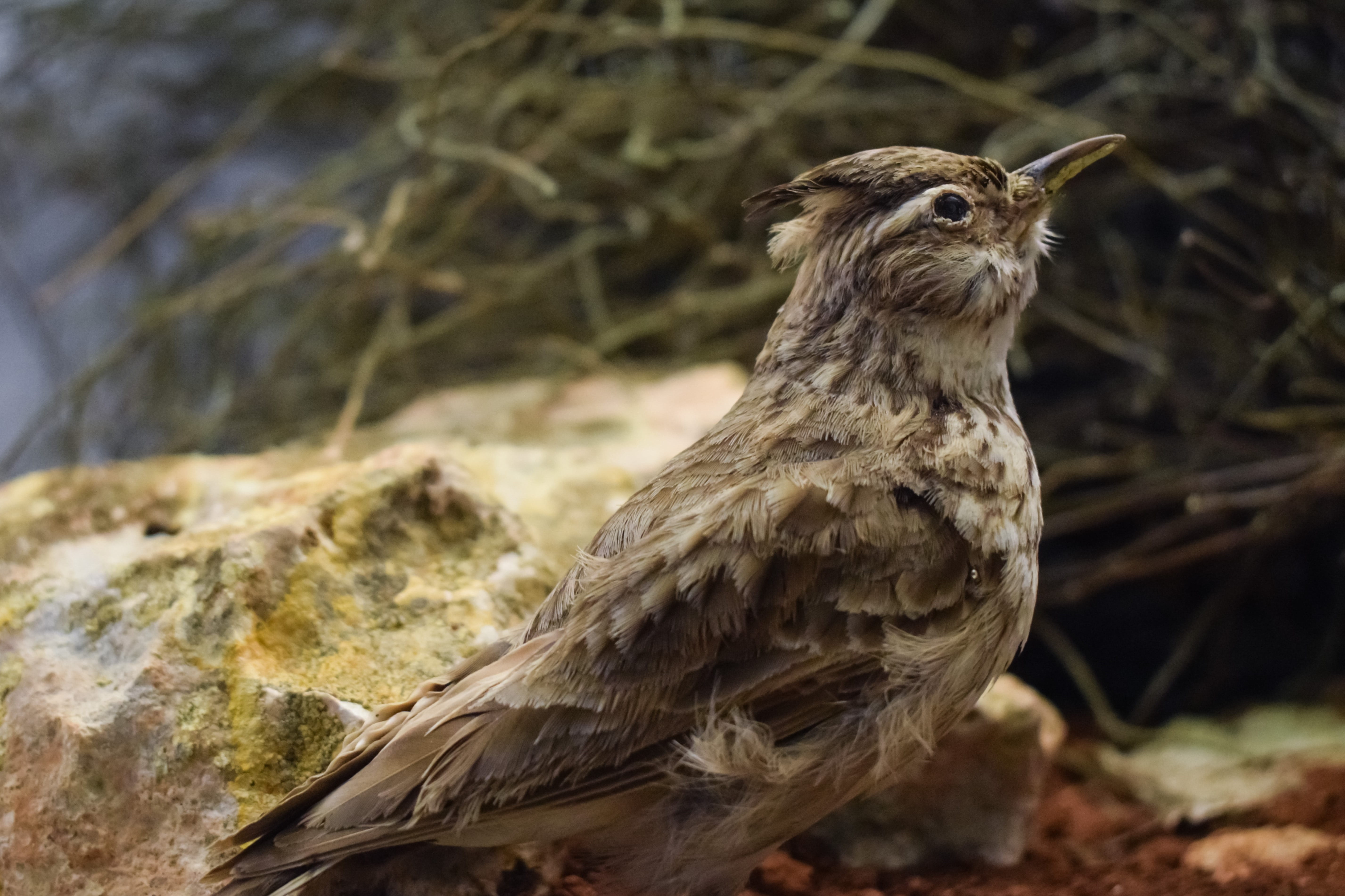 looking away, perching, cyprus, no people, solid, animal themes, environmental museum, outdoors, looking, Bird, fauna, Lark, day, rock, 5K, Eurasian Skylark, HD Wallpaper