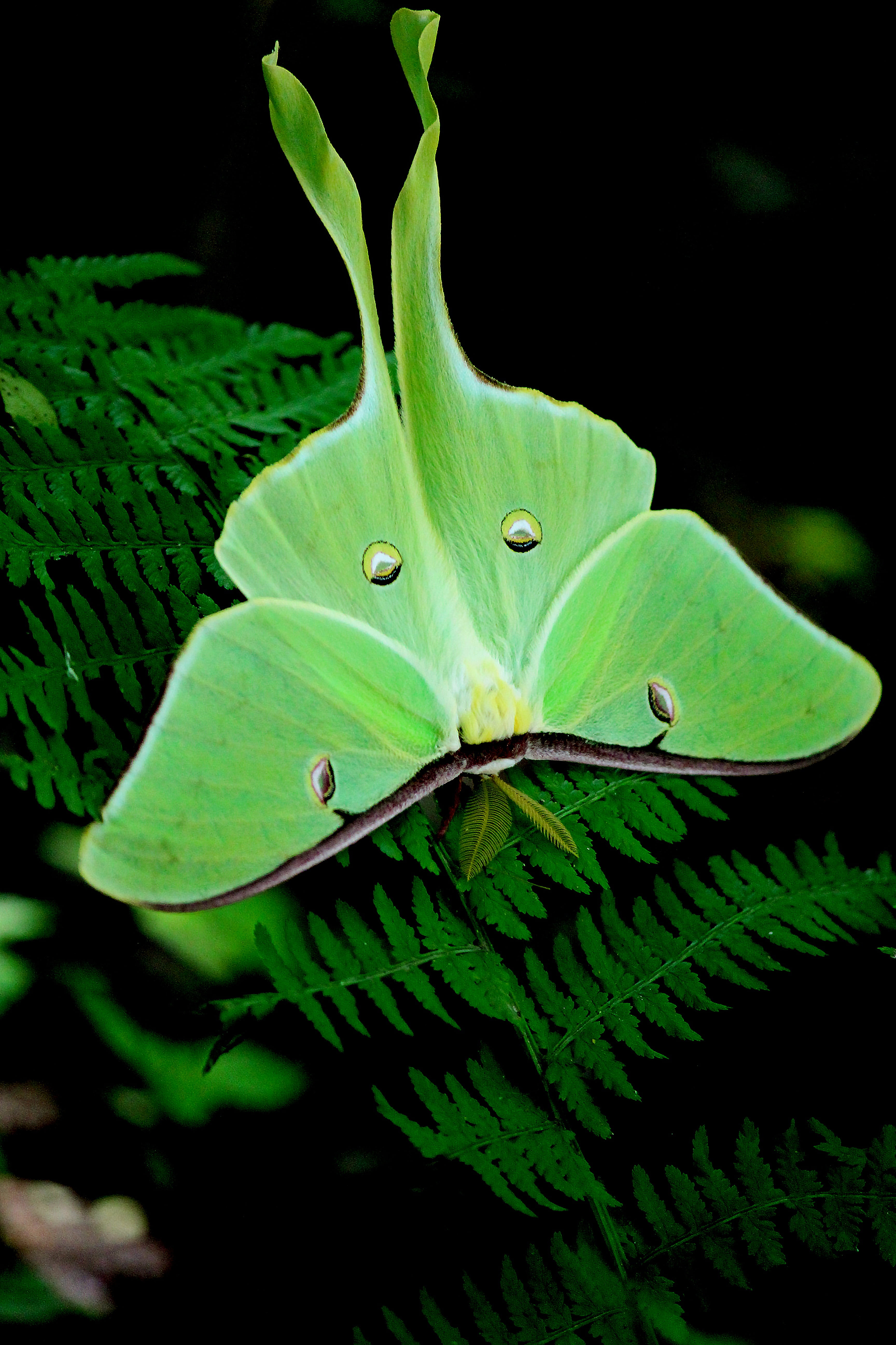 animal, leaf, animals in the wild, outdoors, moth, selective focus, growth, invertebrate, closeup, animal themes, 5K, photography, luna, nature, plant, Phone HD Wallpaper