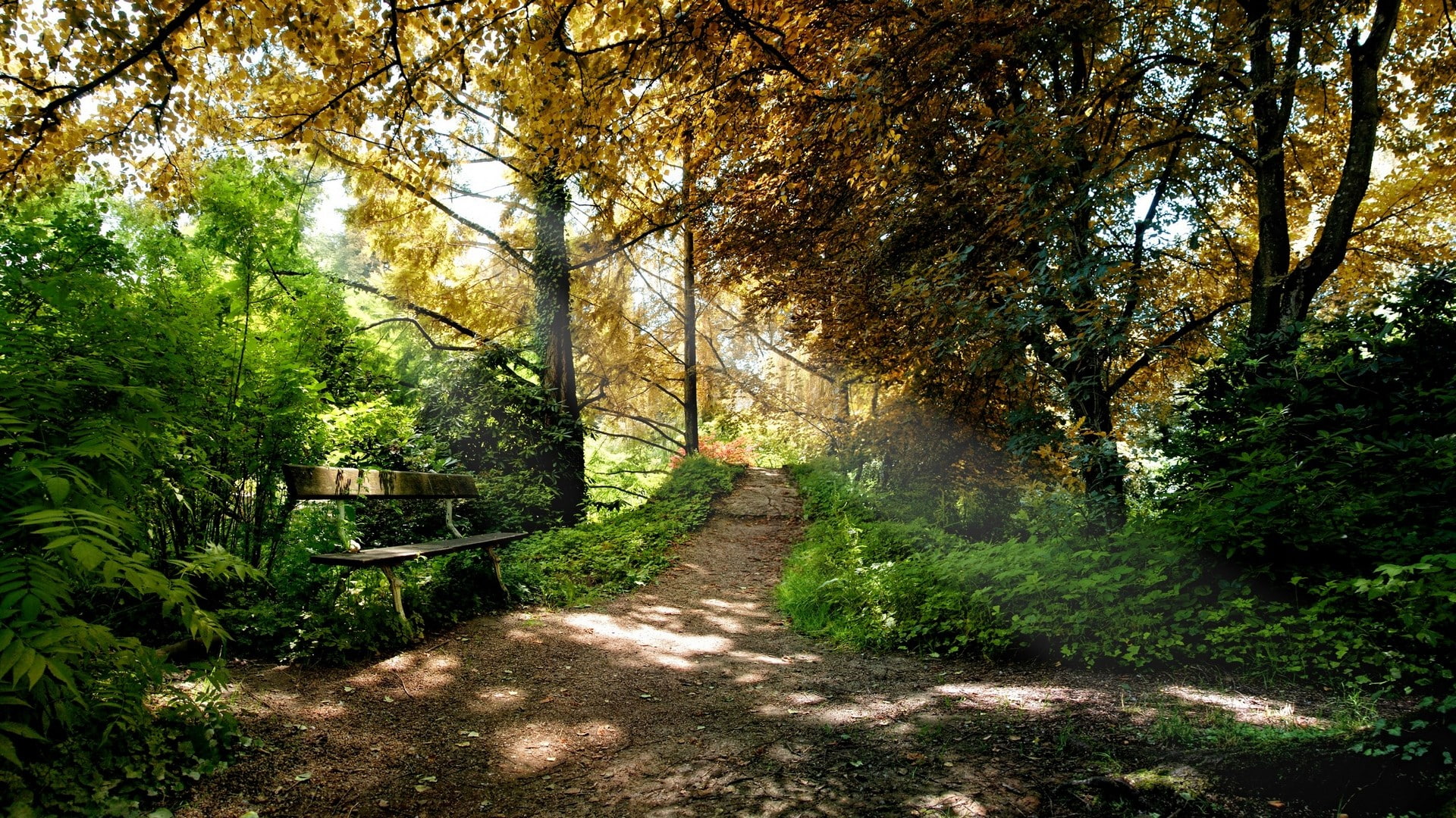 dirt road, bench, 1080P, forest, path, nature, trees, HD Wallpaper