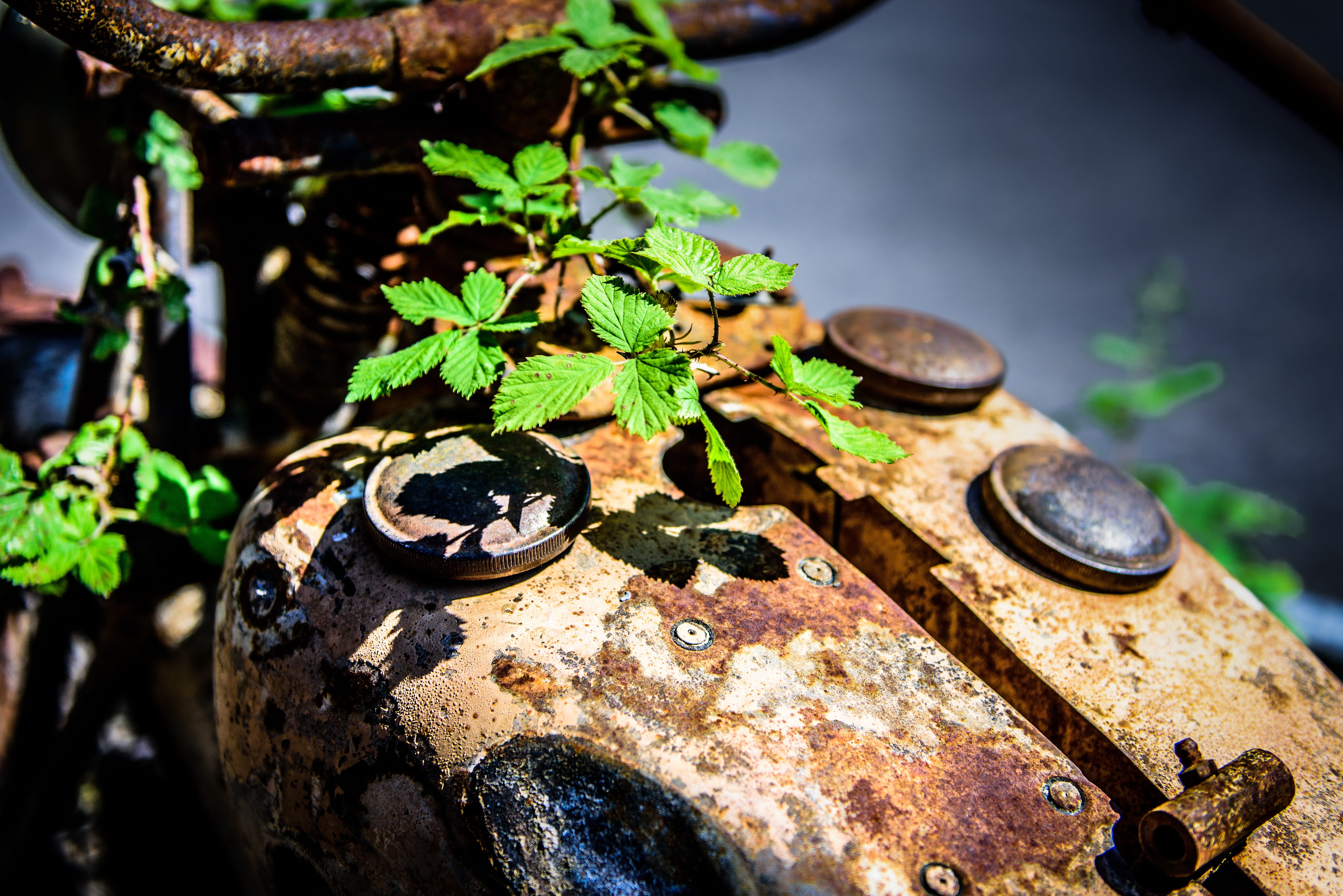 5K, old, potted plant, front or back yard, rock - object, outdoors, close-up, day, plant, focus on foreground, nature, metal, green color, no people, rust, HD Wallpaper
