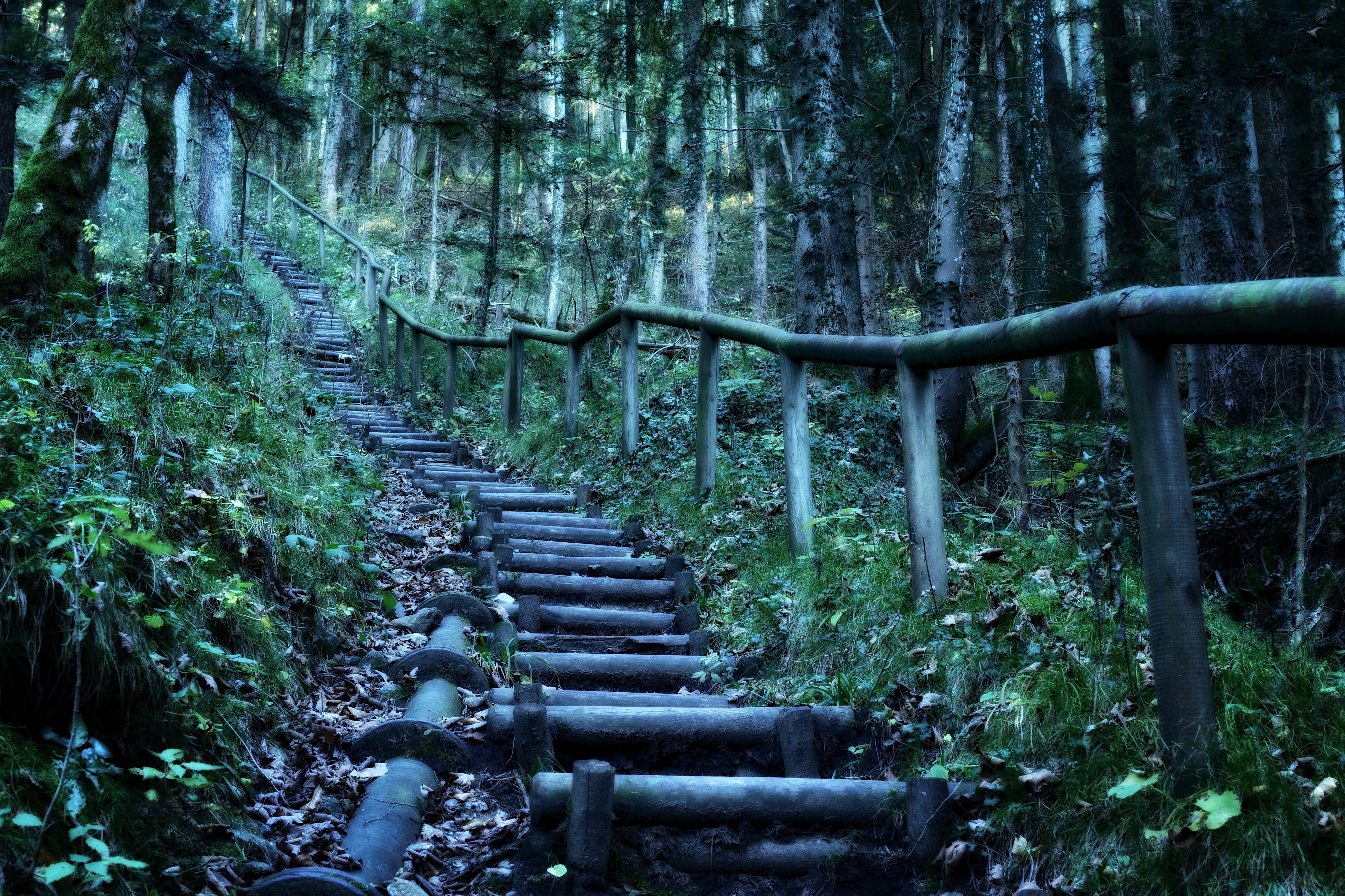 plant, leisure, green color, idyll, land, descent, angle, photography, surrounded, built structure, dream path, growth, landscape, migratory path, low, HD Wallpaper