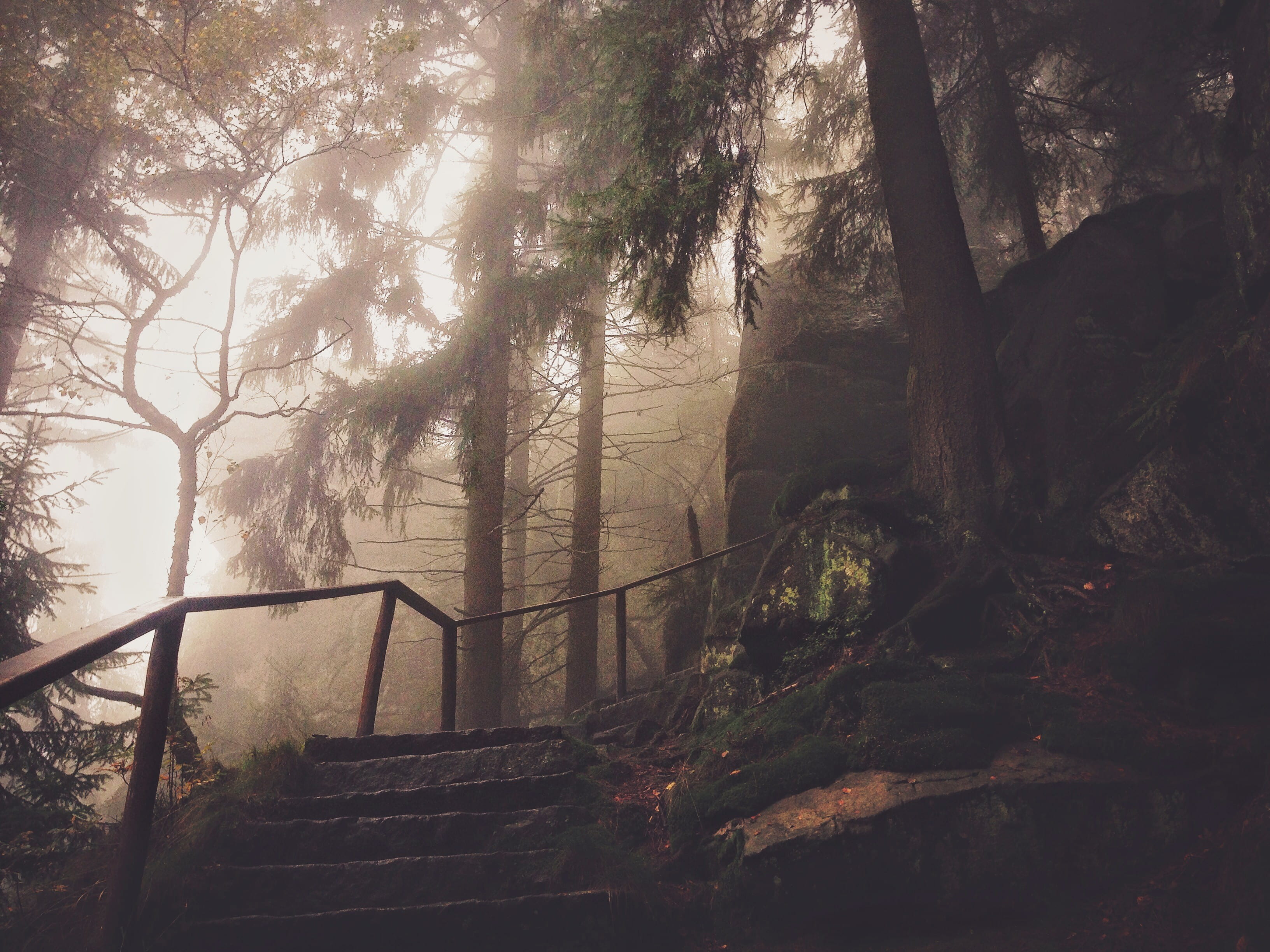 architecture, mist, nature, tranquil scene, plant, wood, non-urban scene, green, tree, step, hiking, tree trunk, woodland, tranquility, desolation, park, HD Wallpaper