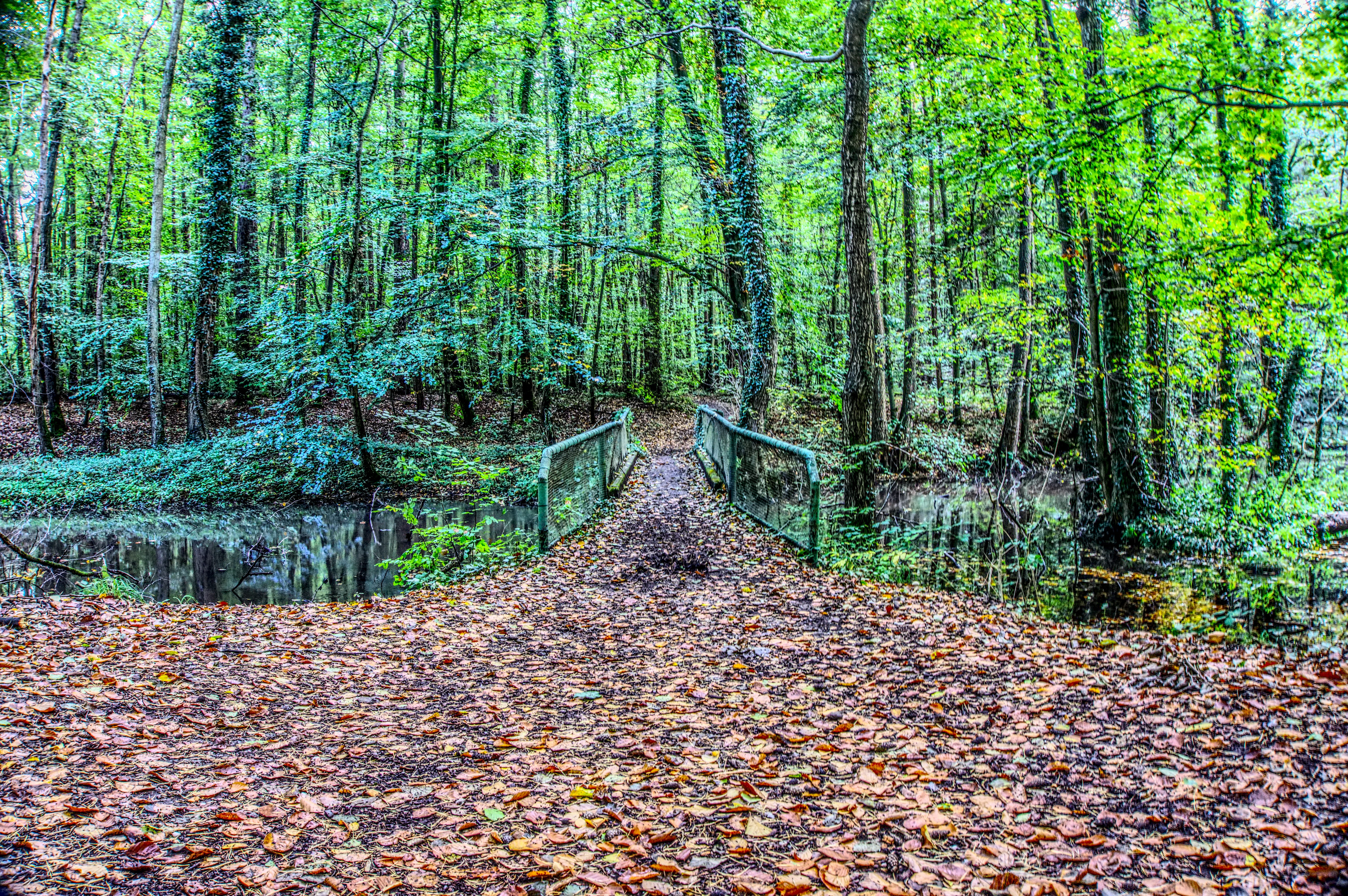 scenic, diminishing perspective, plant, forest path, the way forward, forest, tree, high dynamic range, day, iron, leaf, non-urban scene, bridge, tranquility, HD Wallpaper