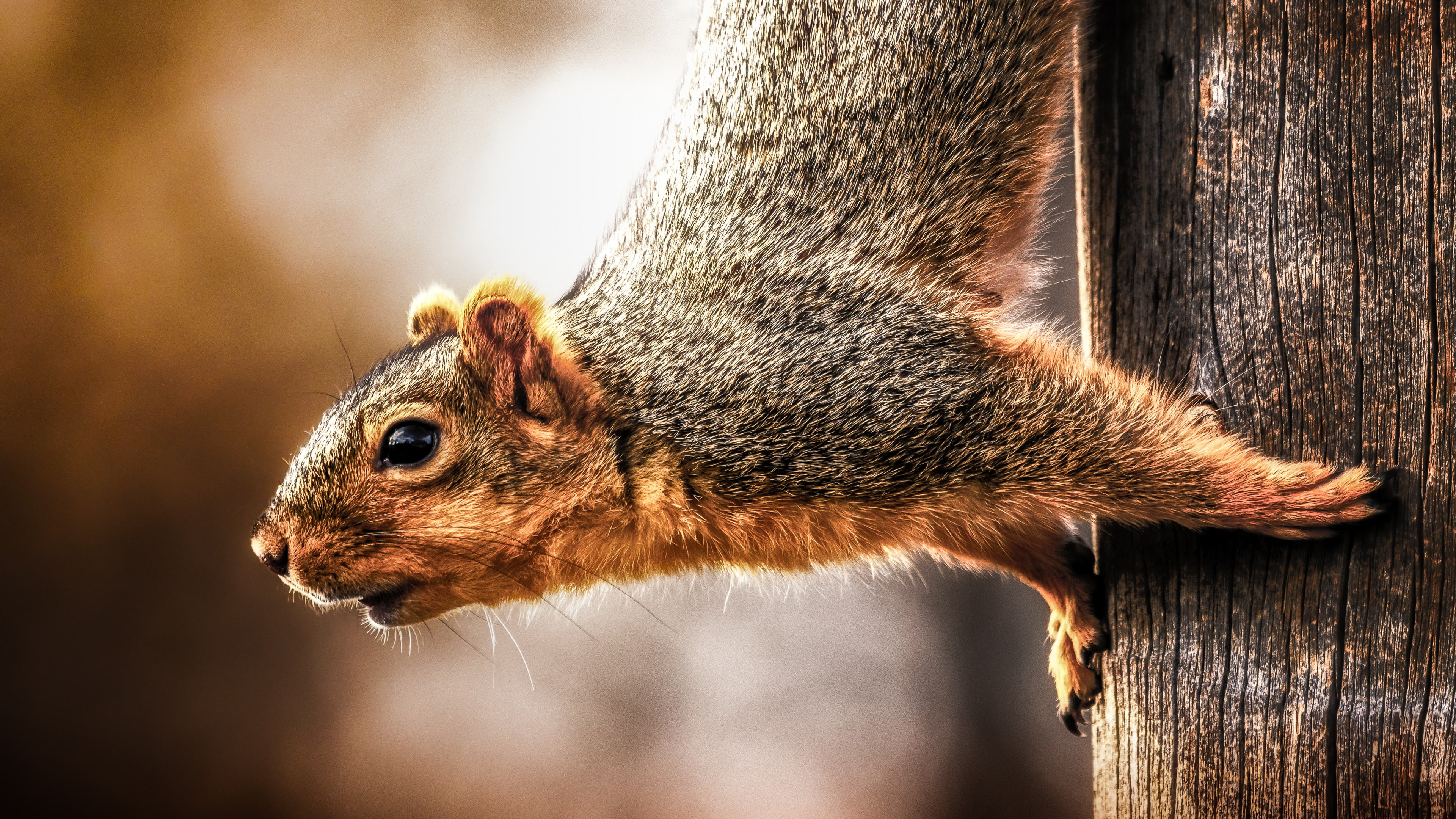 4K, rodent, wildlife, squirrel, HD Wallpaper