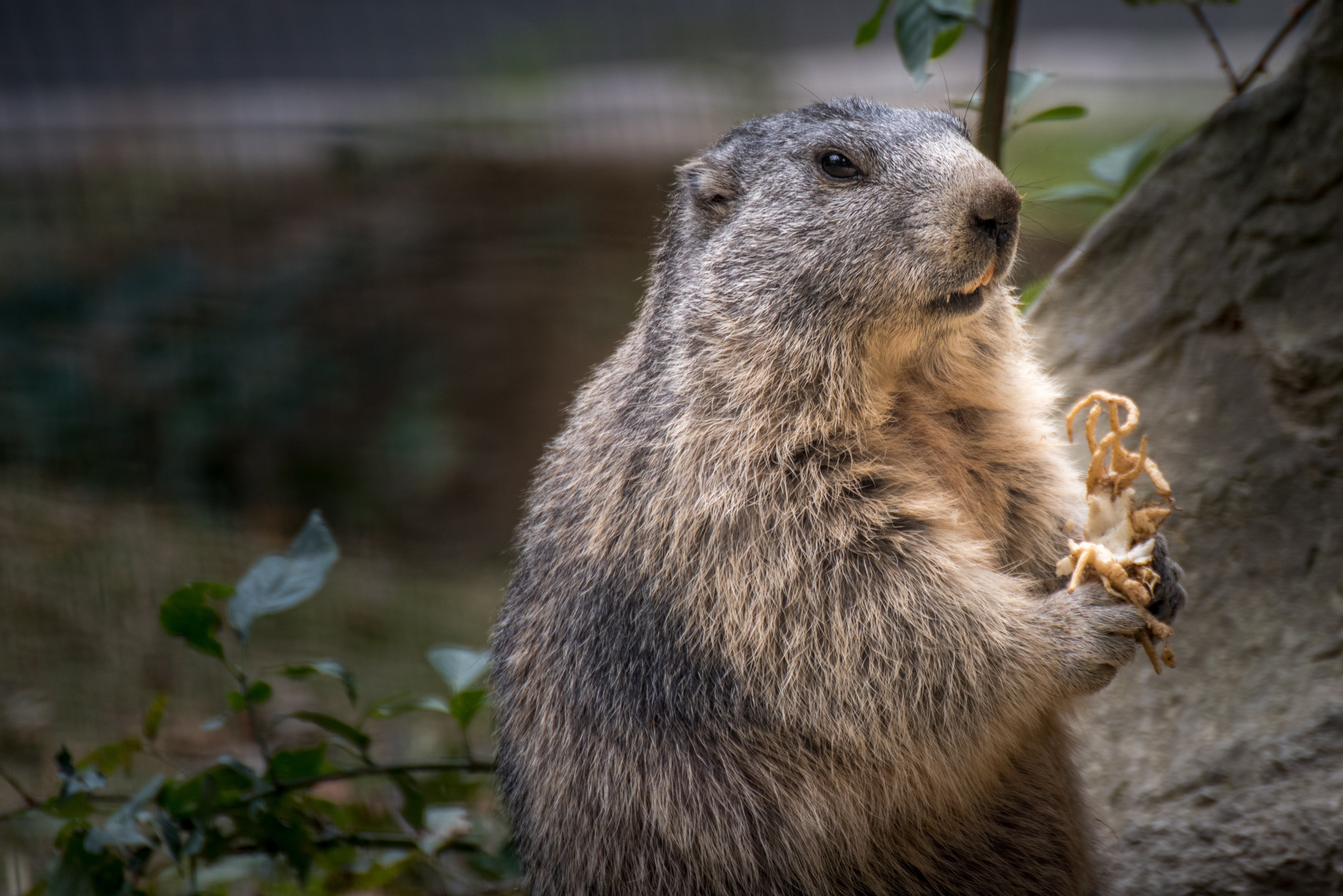 4K, looking away, animal themes, animals in the wild, one animal, rodent, underwater, marmot, black, field, animal, land, furry, brown, no people, looking, HD Wallpaper