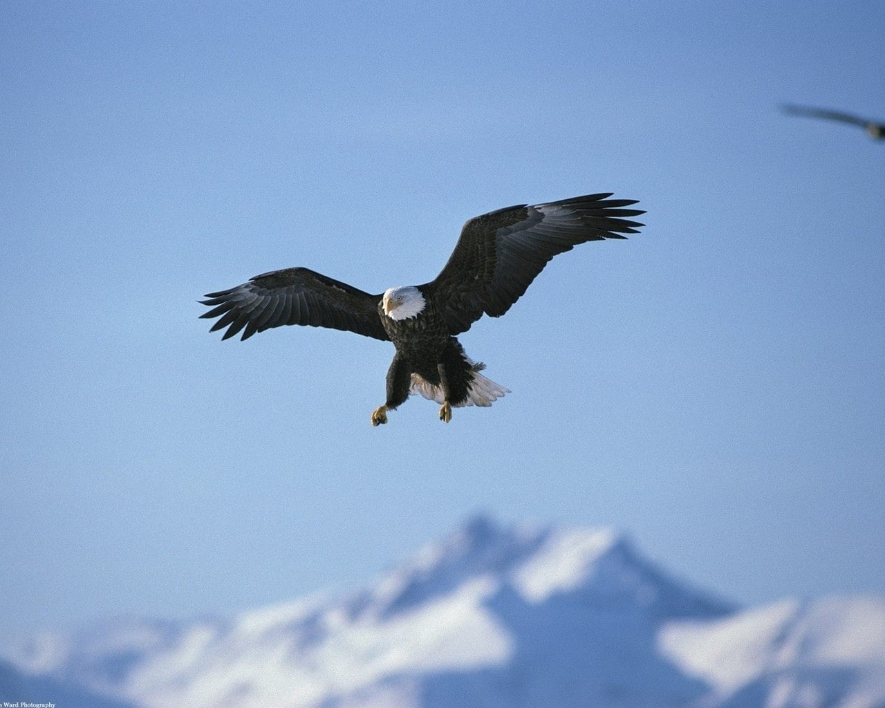 Fly, clear sky, flying, day, animal themes, mid-air, no people, 720P, motion, bird of prey, sky, animal wildlife, nature, low angle view, animal, outdoors, HD Wallpaper