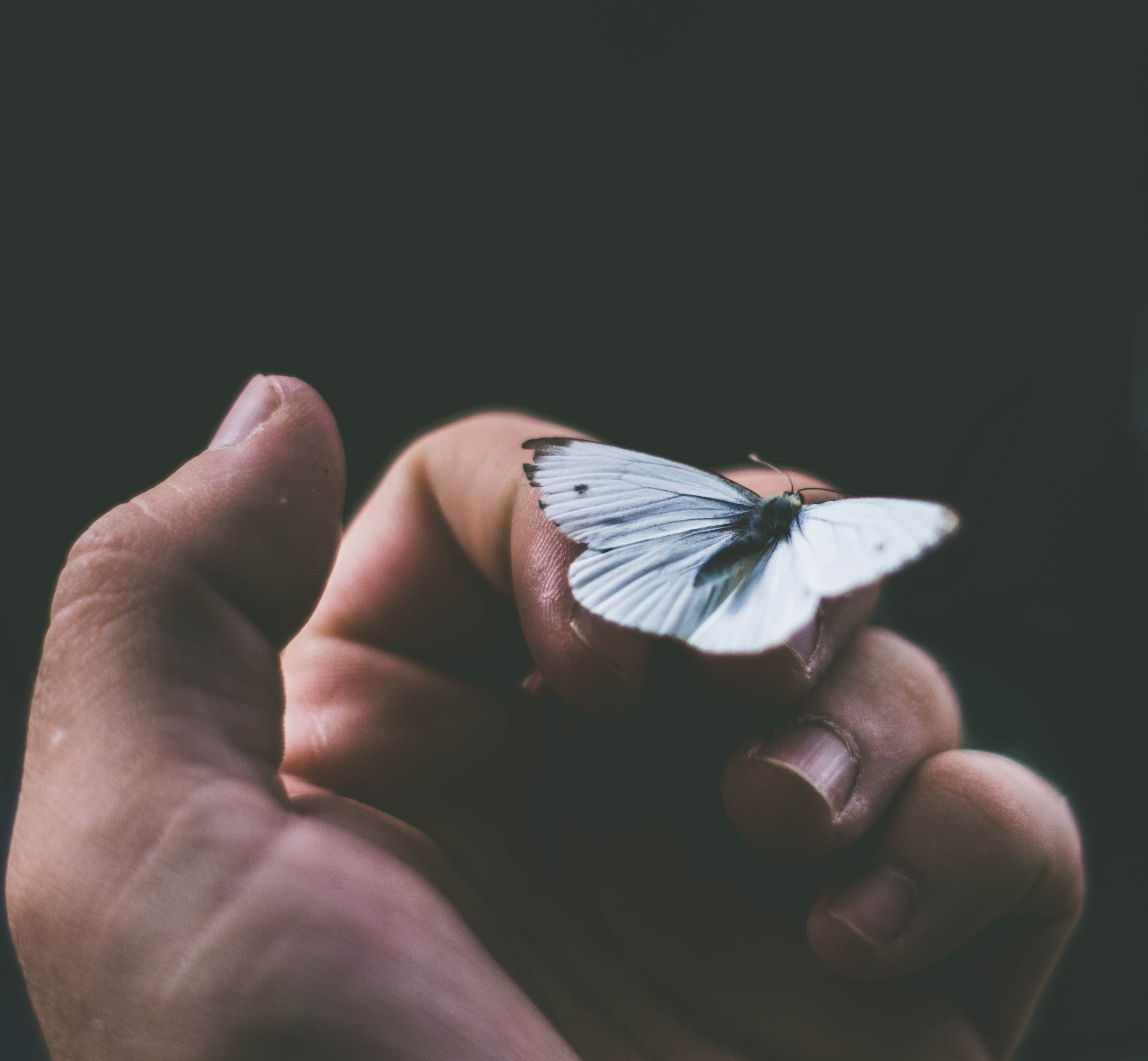 city, blue, thumb, butterfly - Insect, lepidoptera, person, human Hand, lakw, london, nature, wing, water, dom, backgrounds, hand, 2K, s, finger, animal Wing, HD Wallpaper