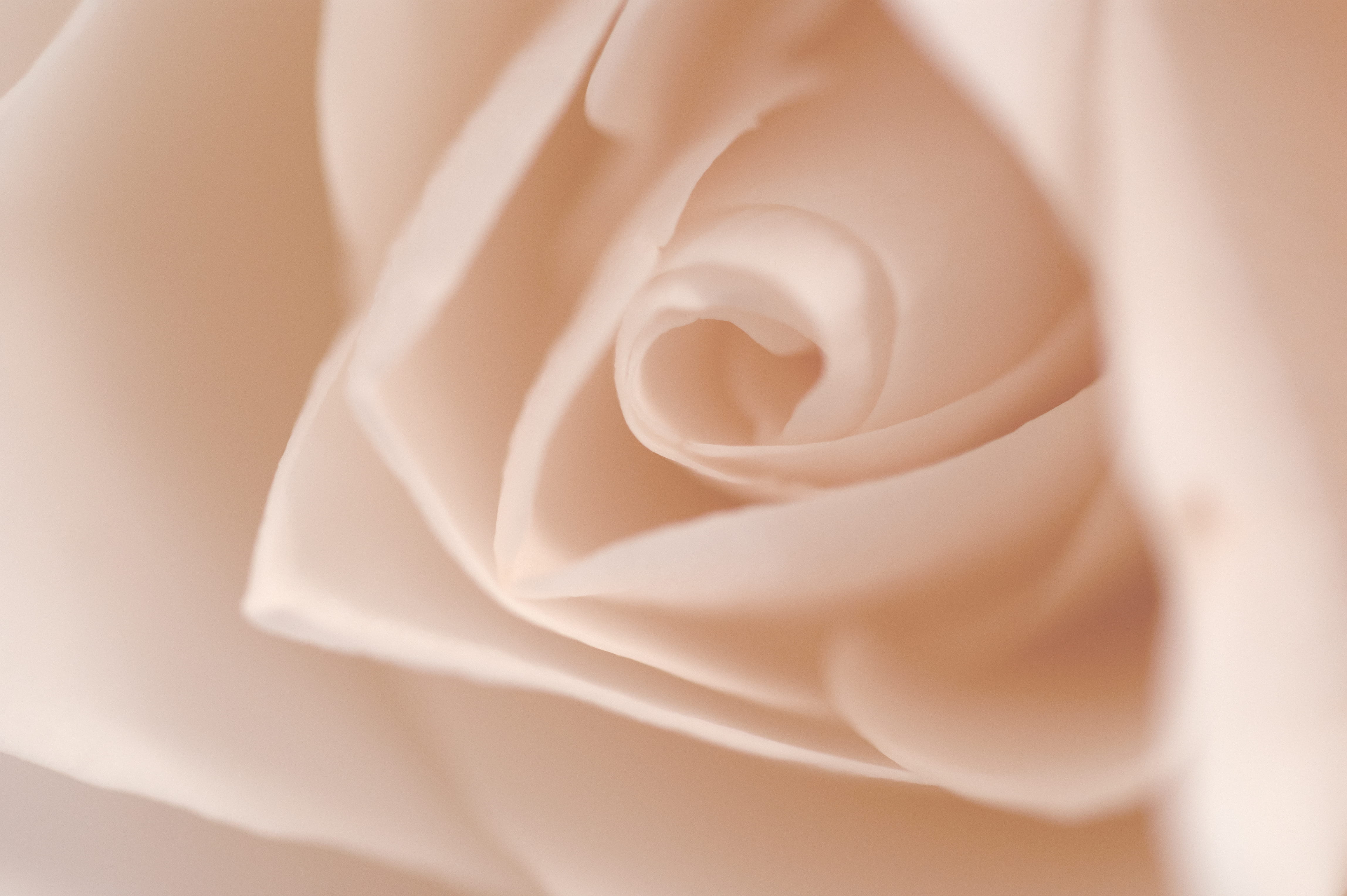 closeup, event, beauty, vulnerability, love, softness, freshness, no people, rose, white color, flower head, close-up, plant, photography, fragility, texture, HD Wallpaper