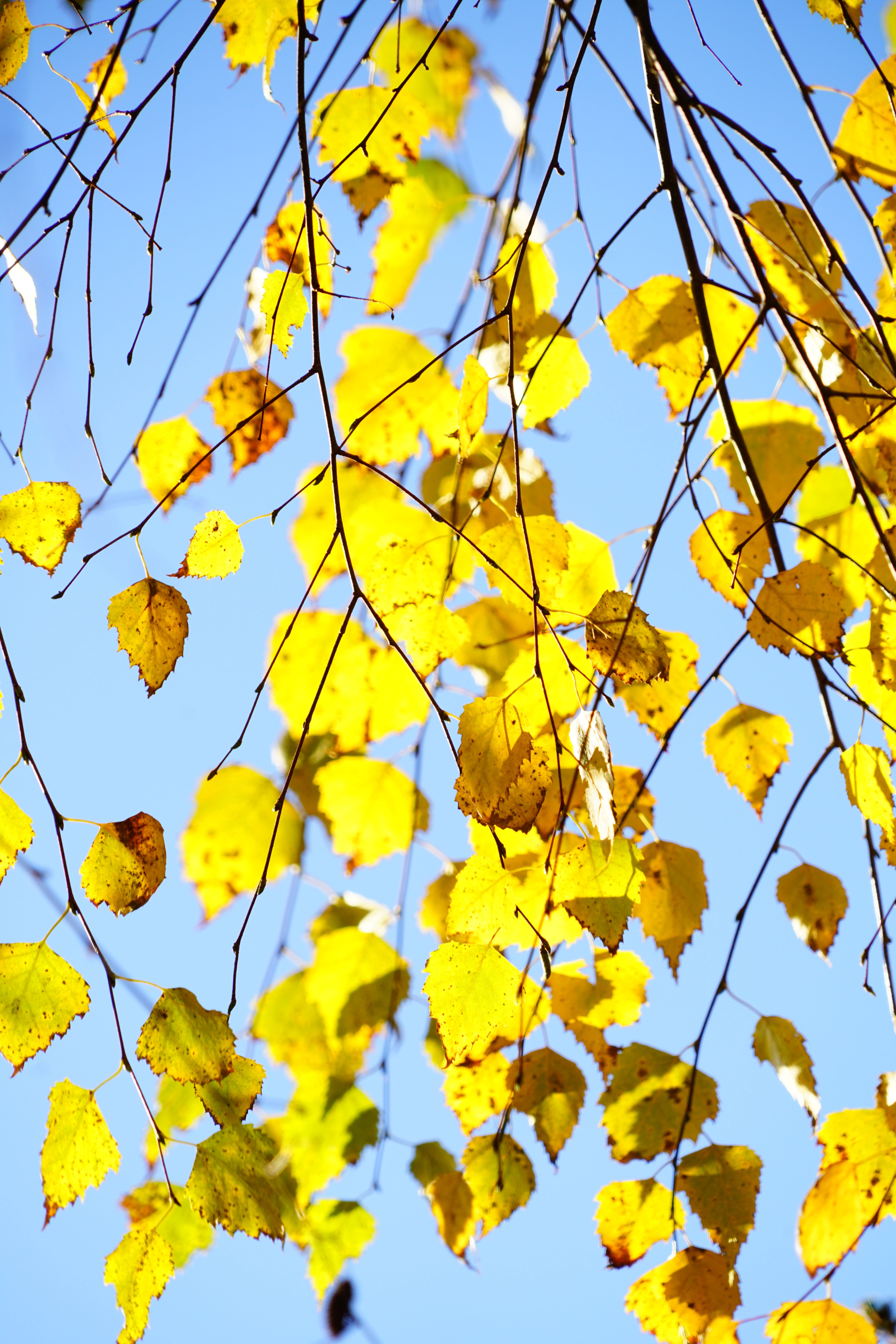 leaves, light tree, tree, outdoors, hang-birch, deciduous tree, autumn, weeping birch, vulnerability, clear sky, birch greenhouse, plenty of natural light, Phone HD Wallpaper