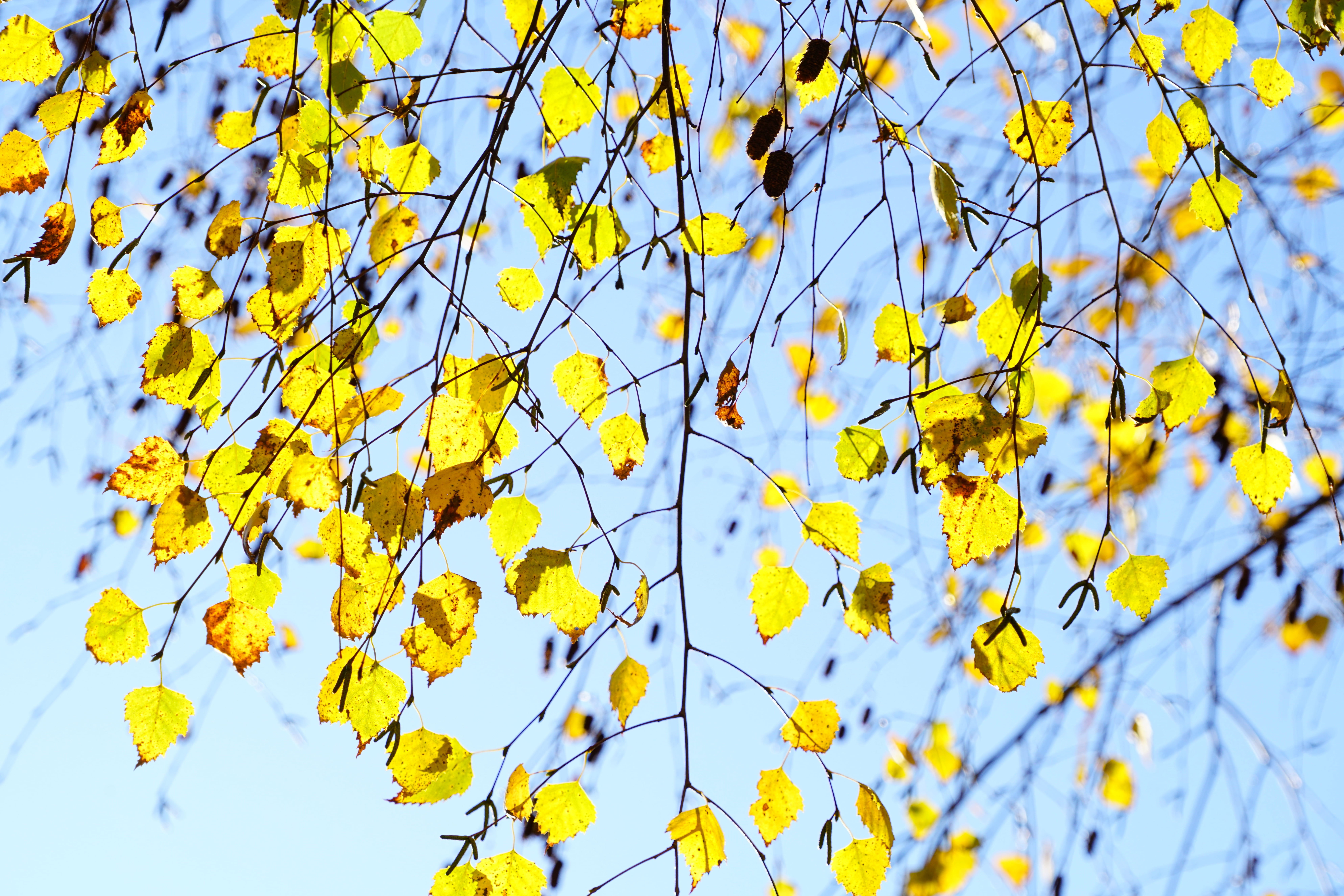 ornamental tree, fall foliage, fragility, gold, light, bright yellow, field, leafed, branches, fall leaves, yellow, betula, close-up, airy, summer, low angle view, HD Wallpaper