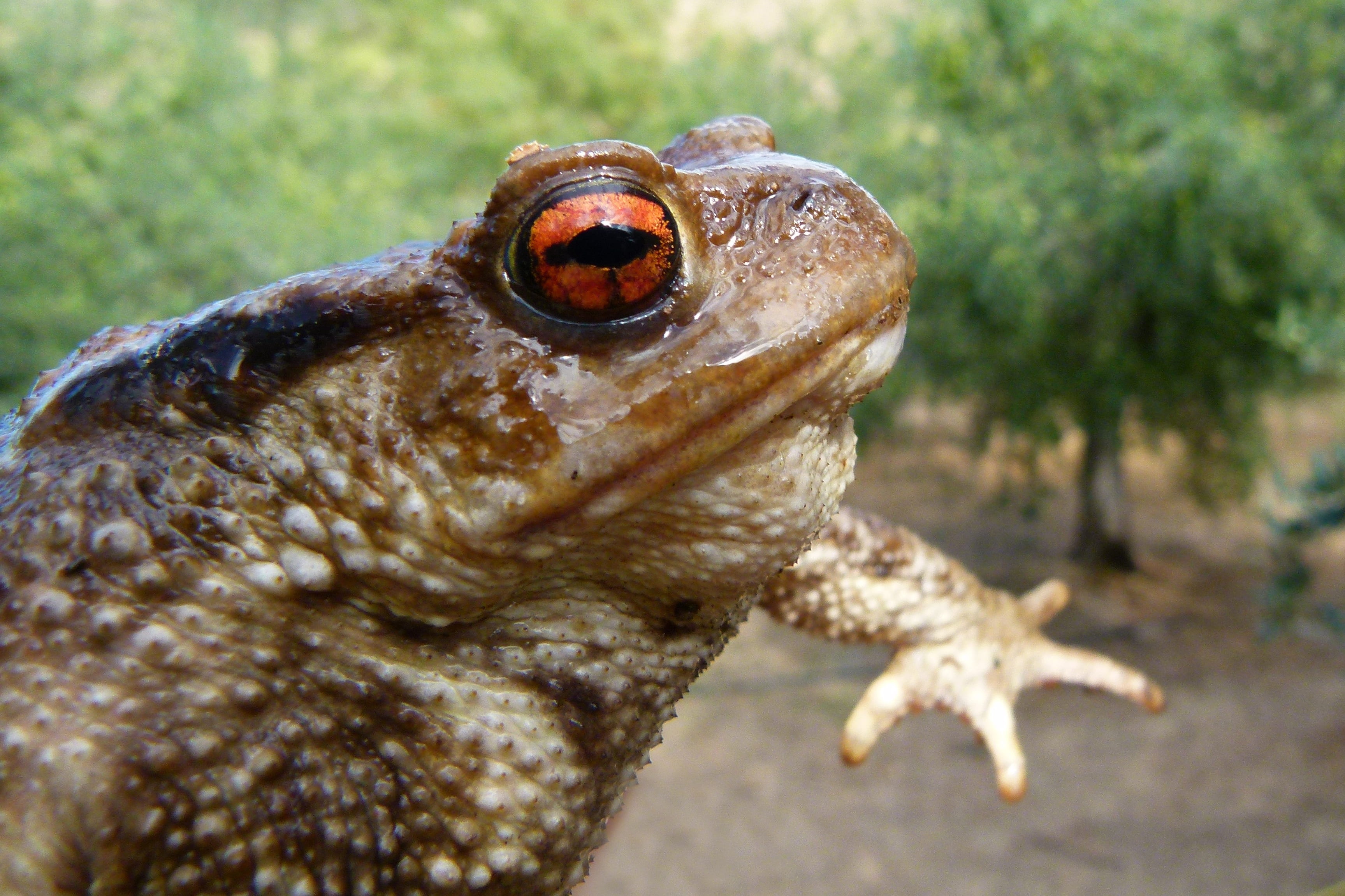 batrachian, outdoors, bufo bufo, 2K, reptile, eye, animal wildlife, warts, vertebrate, toad, rough skin, animal head, focus on foreground, one animal, HD Wallpaper