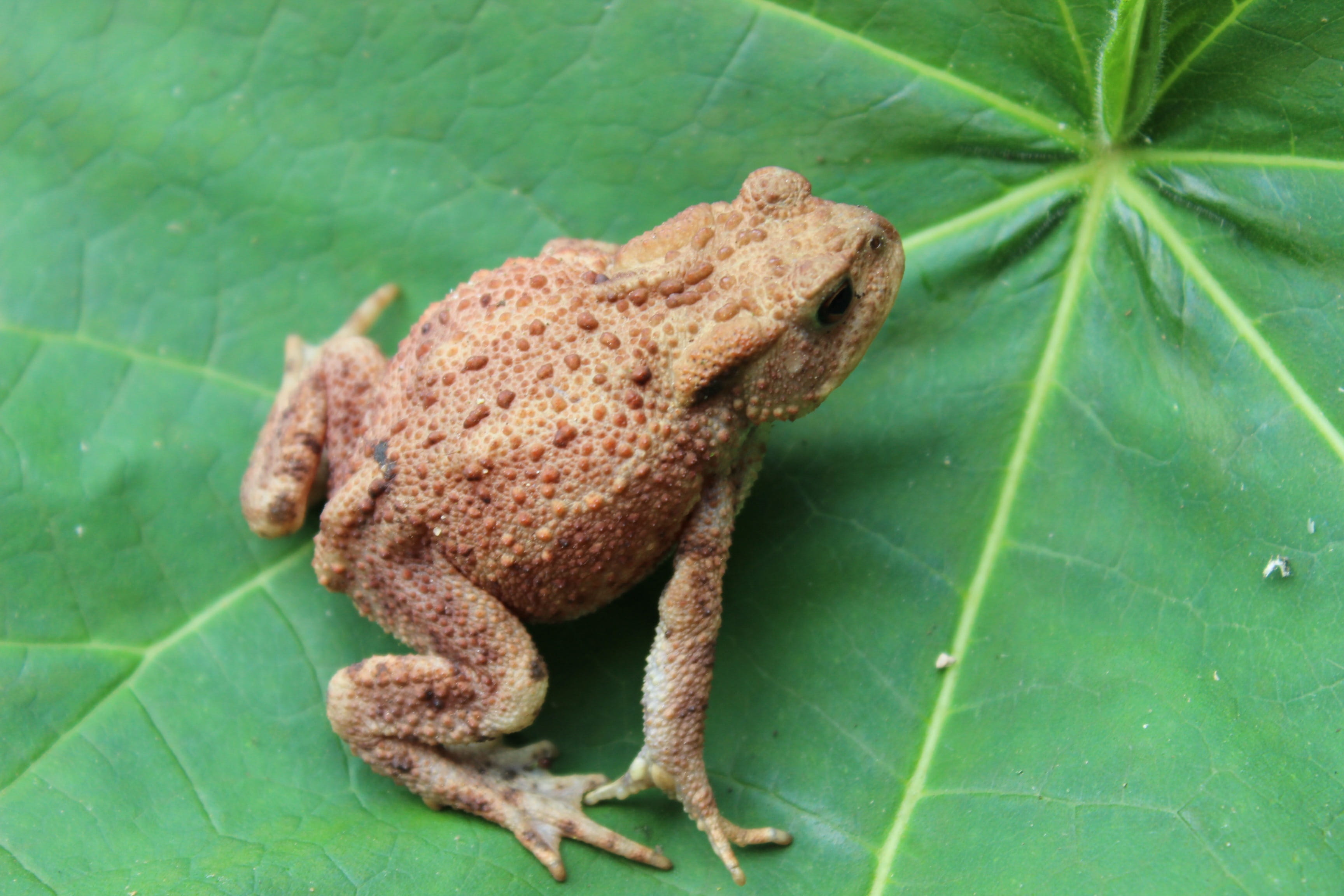 animal themes, reptile, no people, vertebrate, green, Leaf, plant part, close-up, full length, 2K, nature, Toad, animals in the wild, Warts, frog, green color, HD Wallpaper