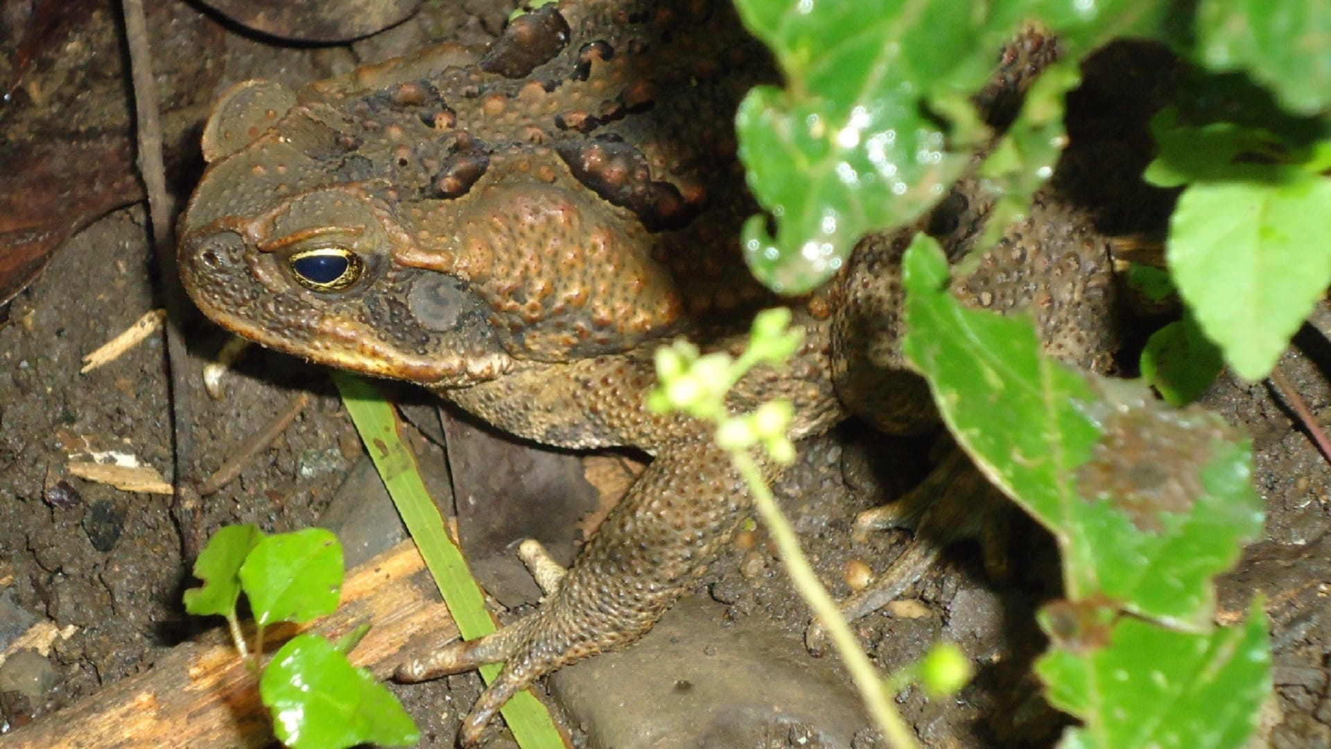 amphibian, vertebrate, animal head, animal, Toad, high angle view, plant part, reptile, 1080P, plant, animal themes, animals And Pets, wildlife, Bufo Marinus, HD Wallpaper
