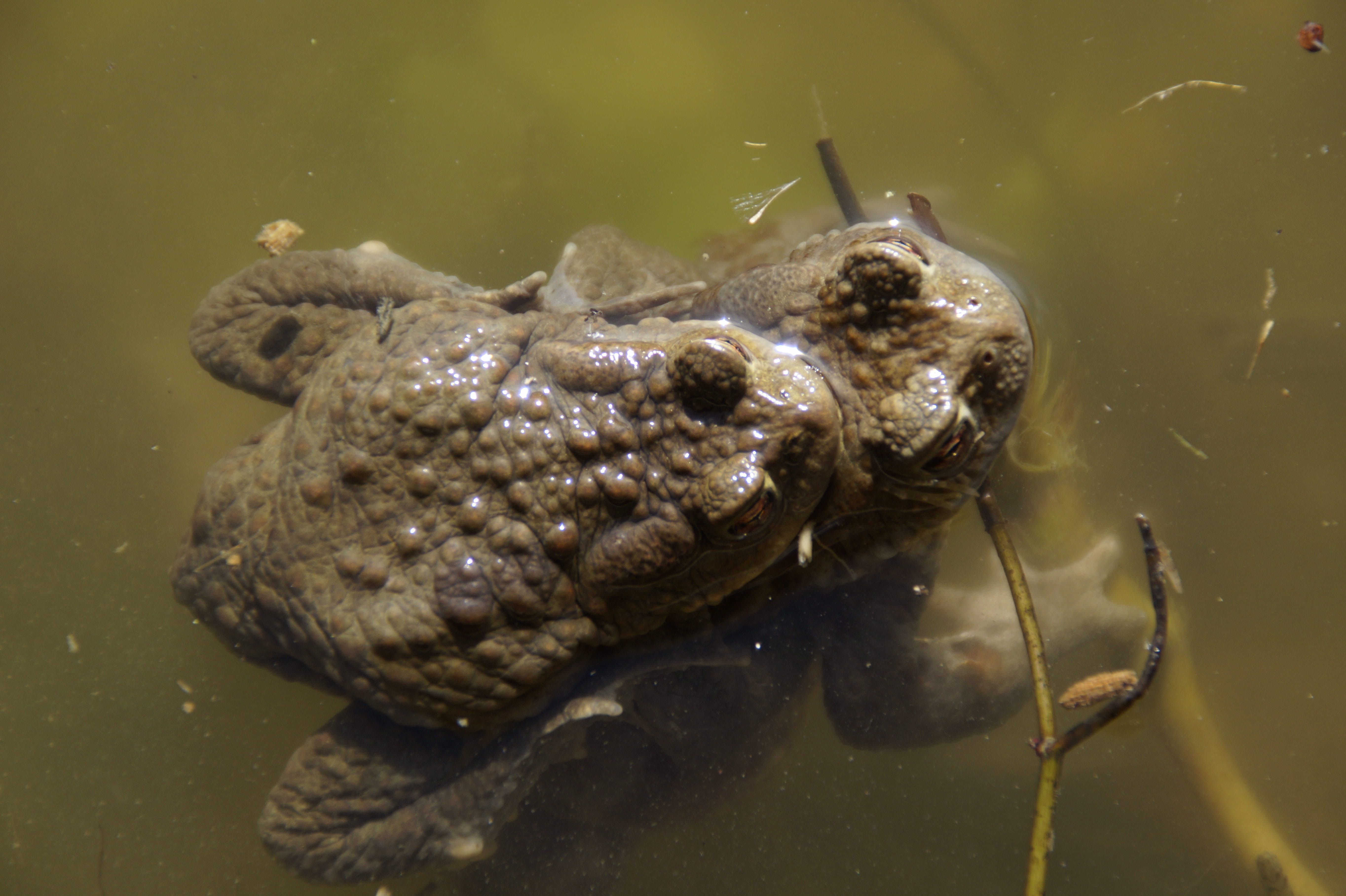 from above, one animal, vertebrate, animals in the wild, water, nature, poisonous, sea life, animal body part, animal, toads, waters, ugly, marine, underwater, HD Wallpaper