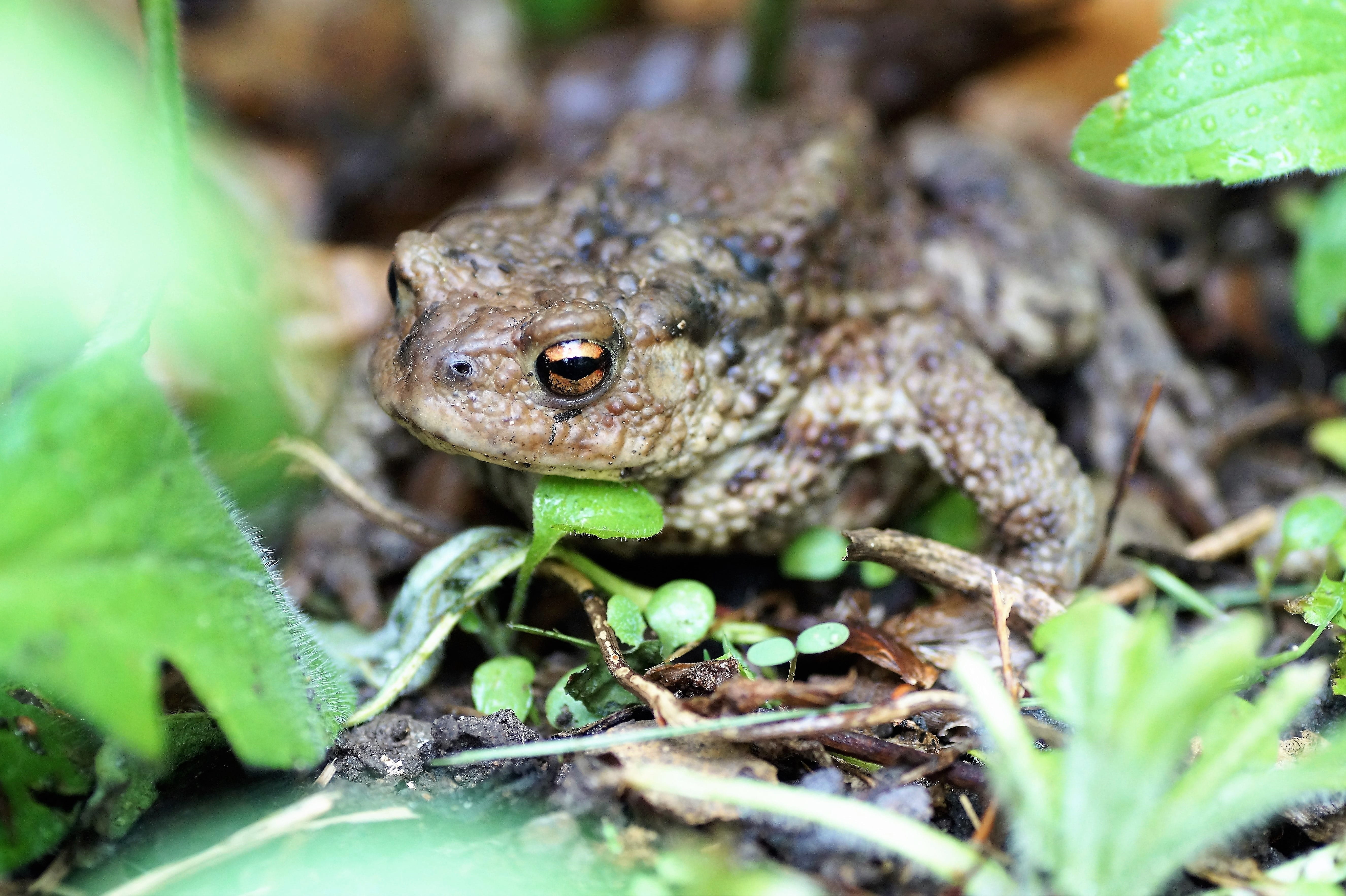 animal themes, plant part, animal eye, frog, day, animal, ugly, selective focus, toad, blisters, animals in the wild, vertebrate, close-up, reptile, one animal, HD Wallpaper