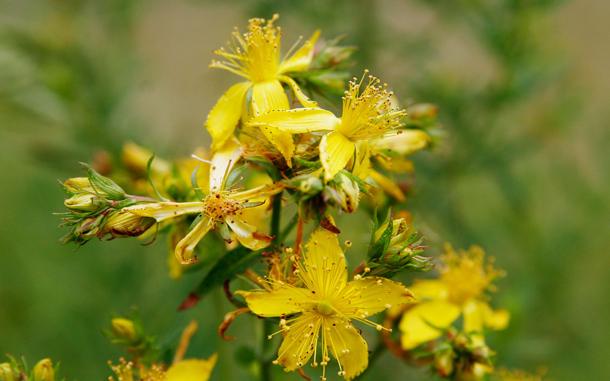 flowers, johns, 2K, saint, wart, HD Wallpaper