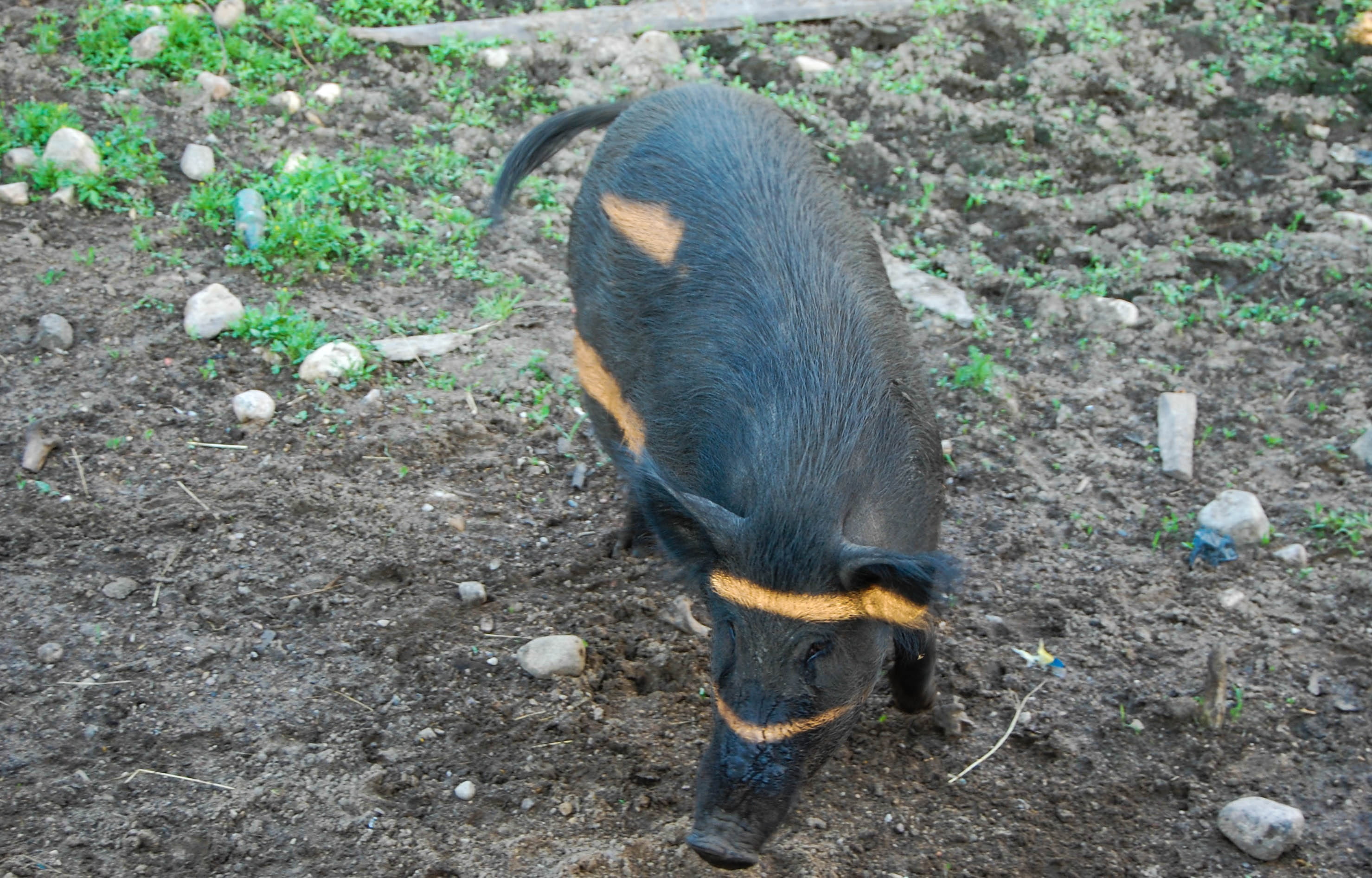 isolated, pig, walking, vertebrate, full, length, livestock, life, wild Boar, no people, snout, high angle view, hair, day, dirty, one animal, safari, being, HD Wallpaper