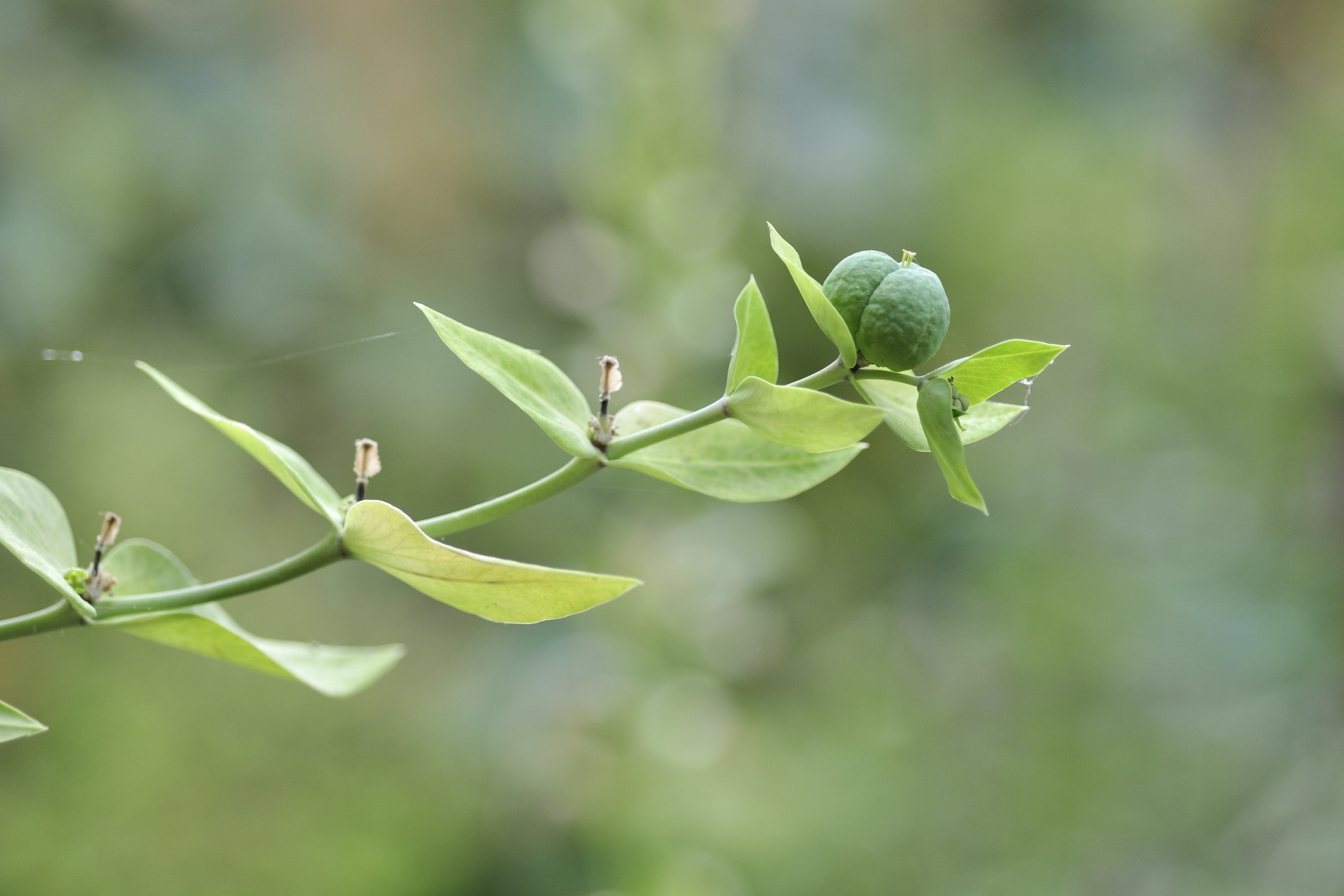 4K, seeds was, green, fragility, vulnerability, witches milk, fruit capsule, leaf, nature, day, seed capsules, no people, seeds, freshness, spring wolf milk, HD Wallpaper