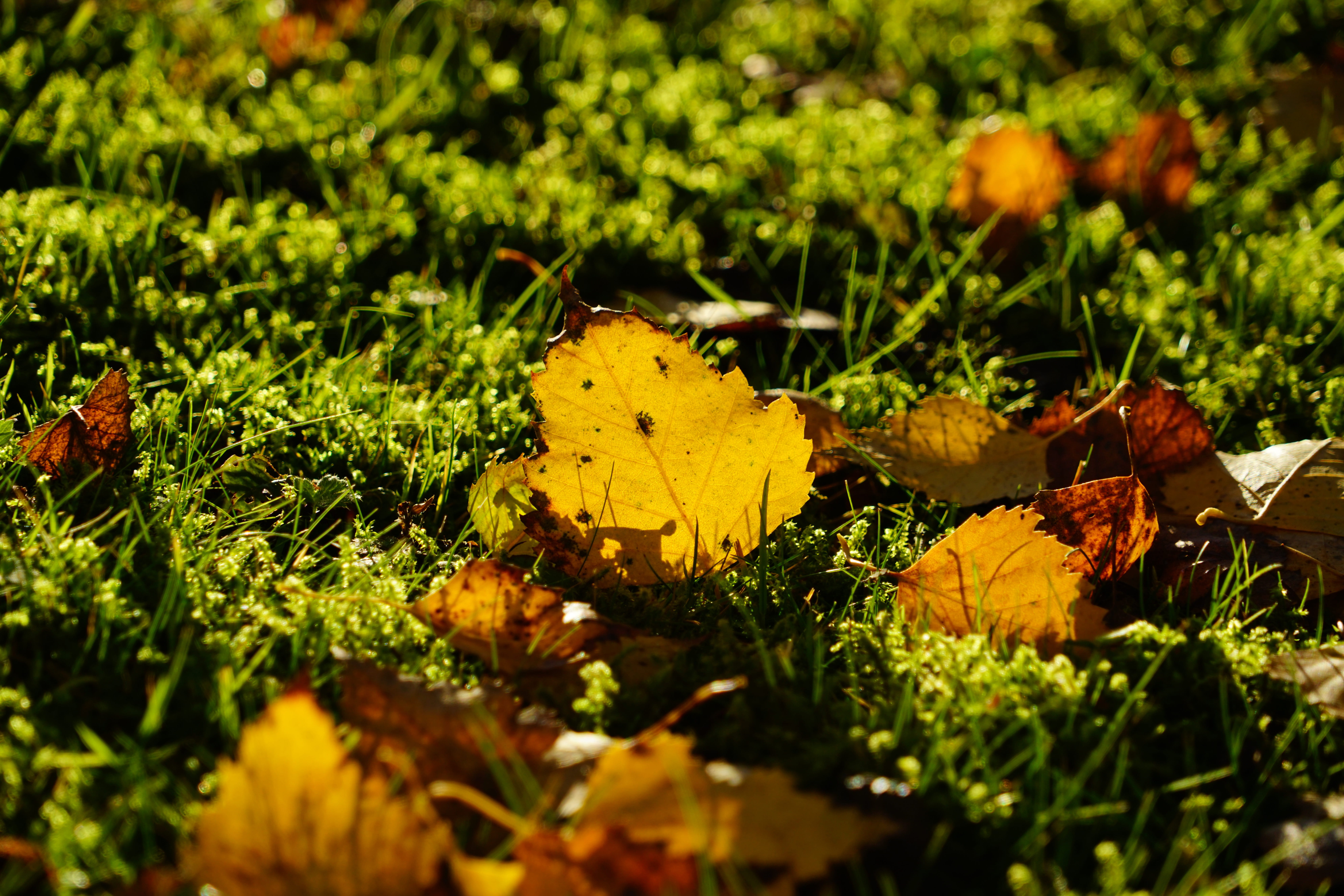 fall, growth, day, sunlight, ornamental tree, close-up, golden october, ground, betula pendula, Fall, gegenlichtaufnahme, 8K, grass, natural condition, HD Wallpaper