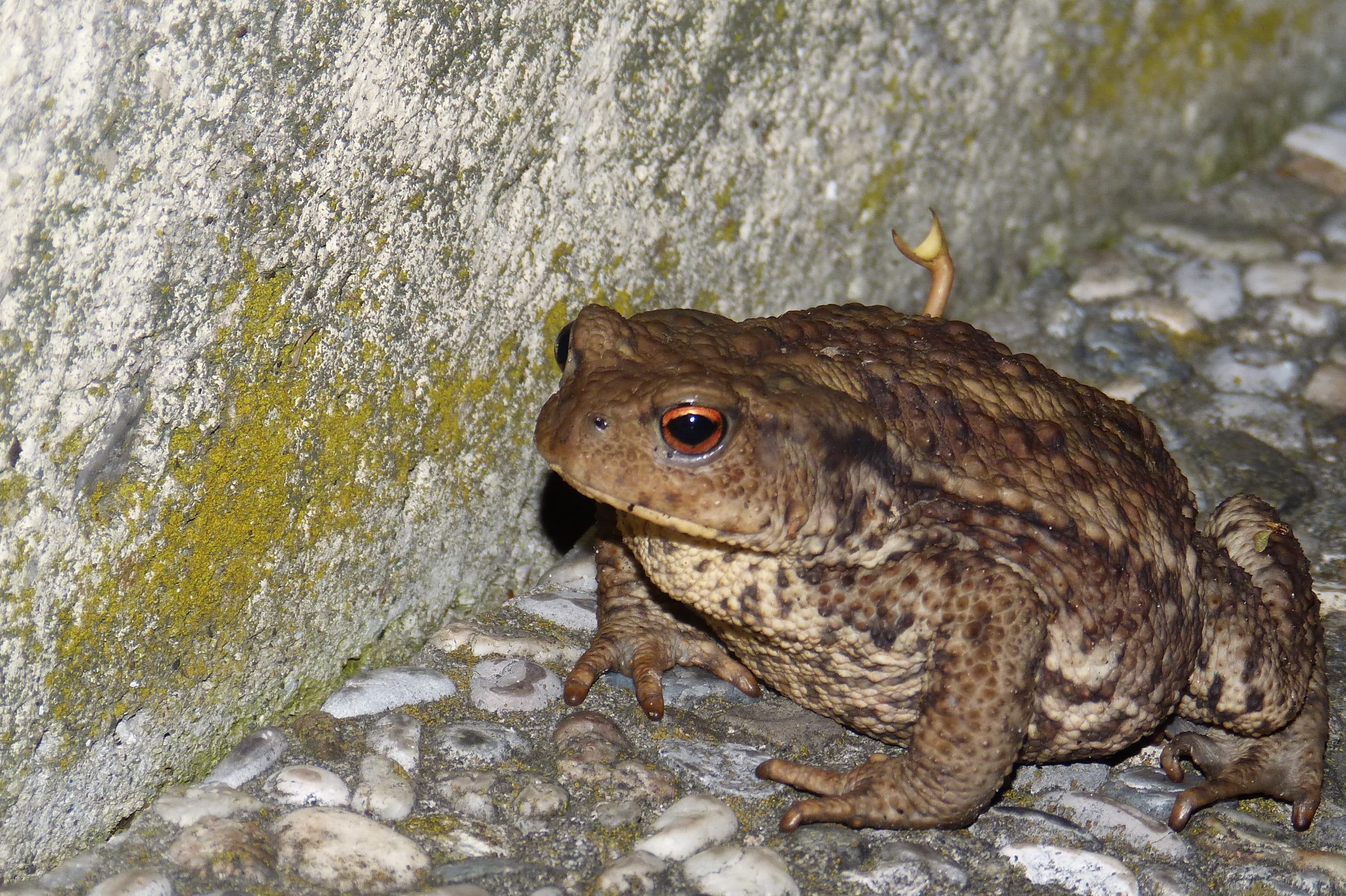 textured, 2K, no people, animals in the wild, amphibian, rock, day, toad, frog, full length, vertebrate, close-up, one animal, rock - object, animal, high angle view, HD Wallpaper