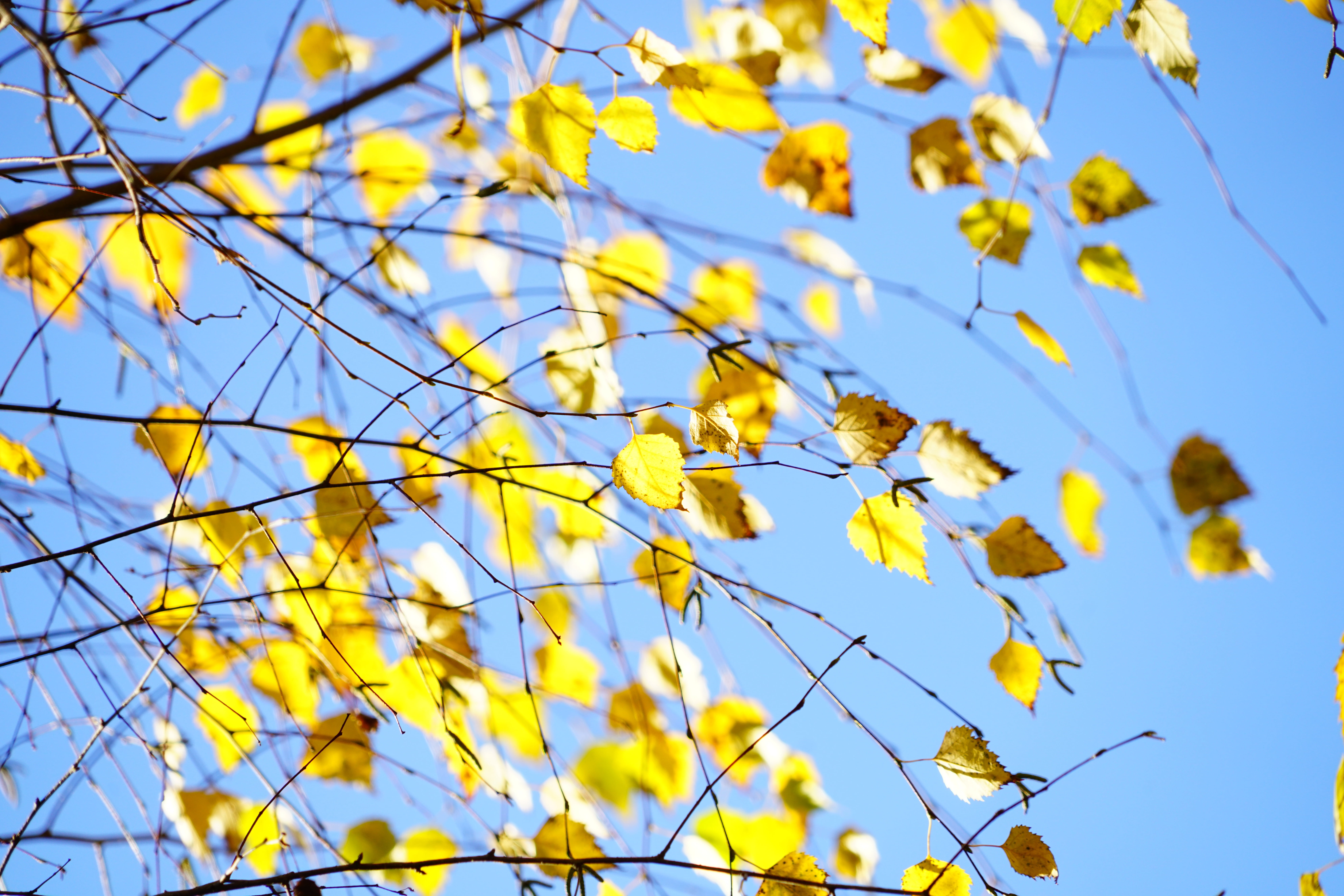 8K, birch greenhouse, flowering plant, weeping birch, birch, day, tree, sky, bright yellow, season, close-up, autumn, betula pendula, yellow, blue, flower, HD Wallpaper