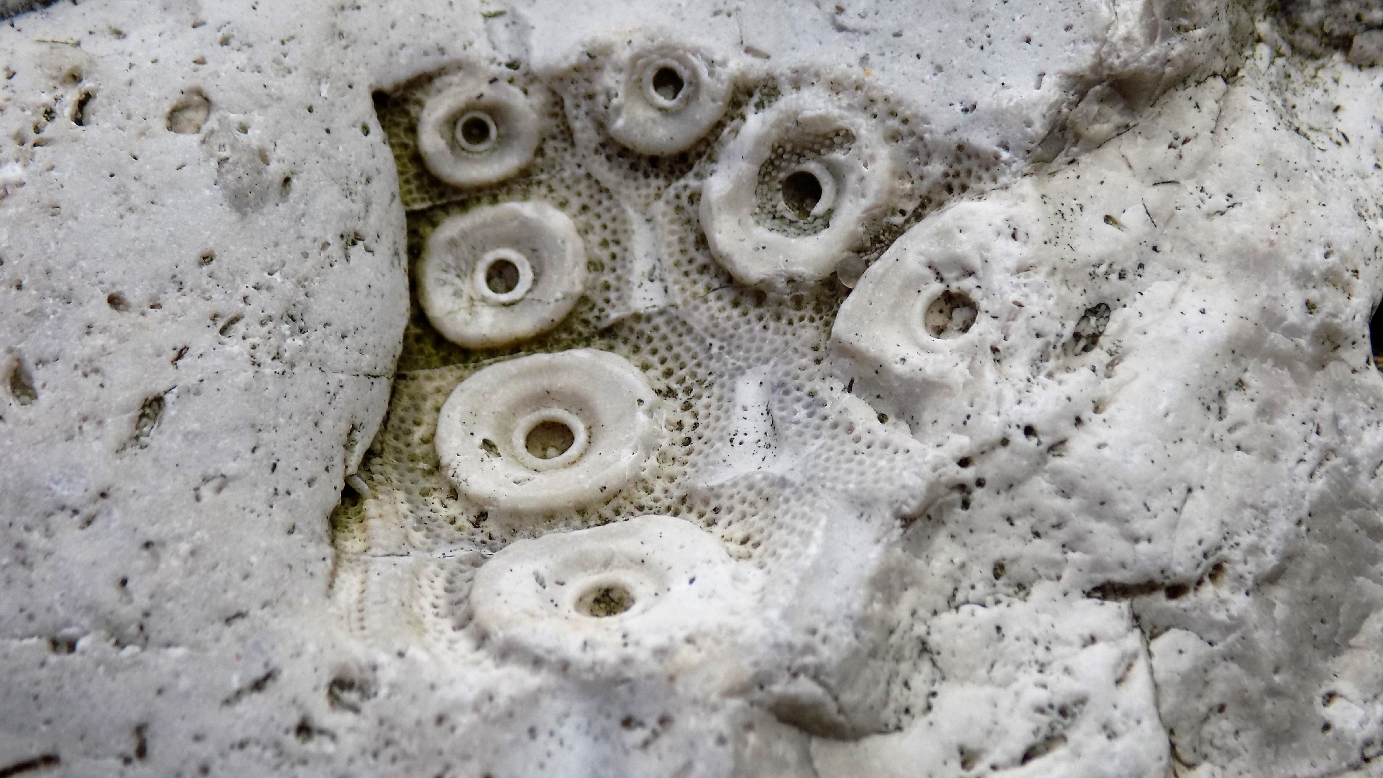 reprint, cretaceous period, bryozoe, pattern, day, cold temperature, 4K, old, water, shape, metal, dirt, white color, no people, dirty, full frame, backgrounds, HD Wallpaper