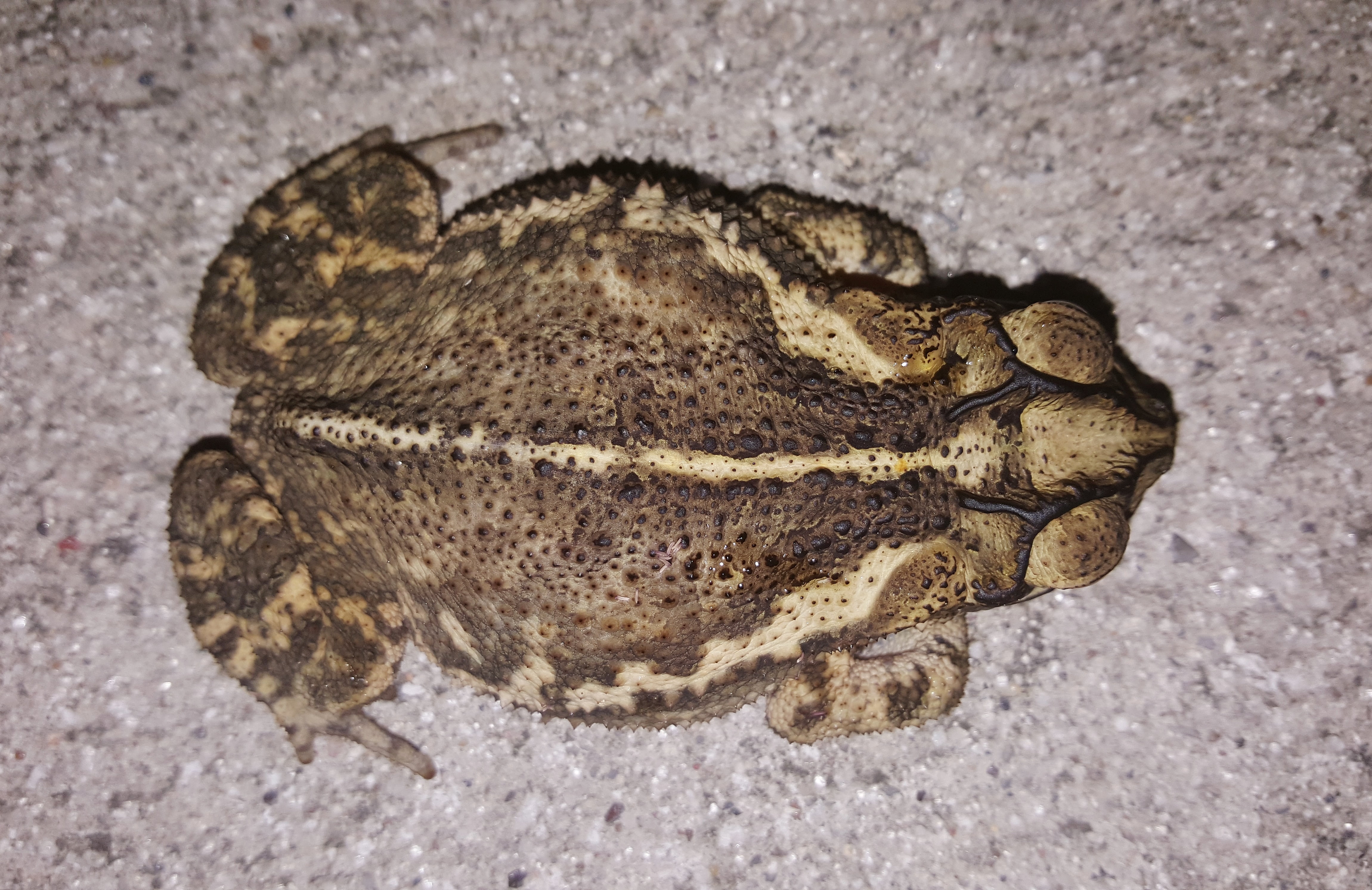 croaking, day, no people, focus on foreground, warty, gulf coast toad, animals in the wild, animal wildlife, tubercles, reptile, animal, warts, toad, close up, HD Wallpaper