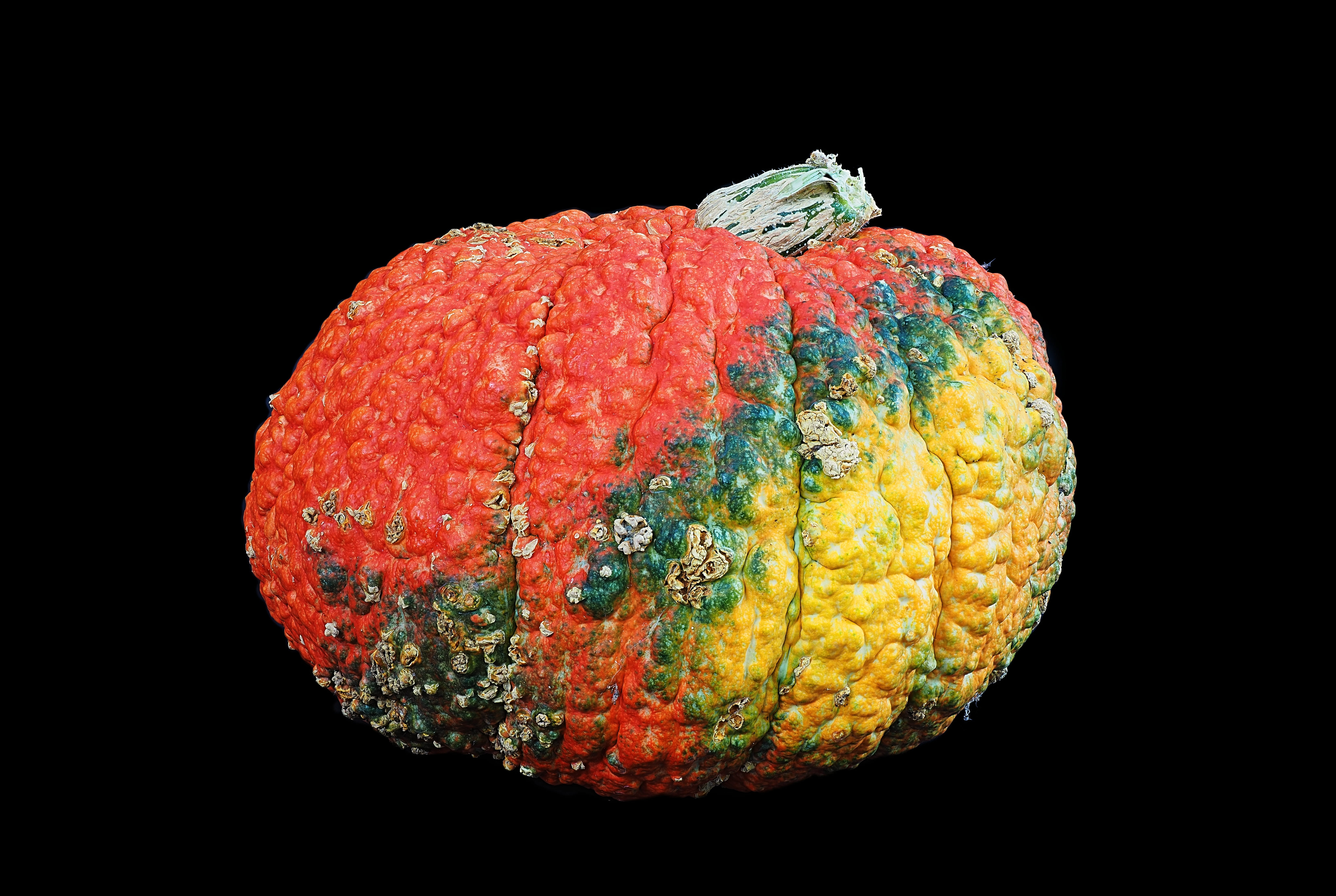 wound, red, imperfect, orange, close-up, still life, wart, autumn, victor, citrus fruit, single object, disfigure, black background, squash, vegetable, HD Wallpaper