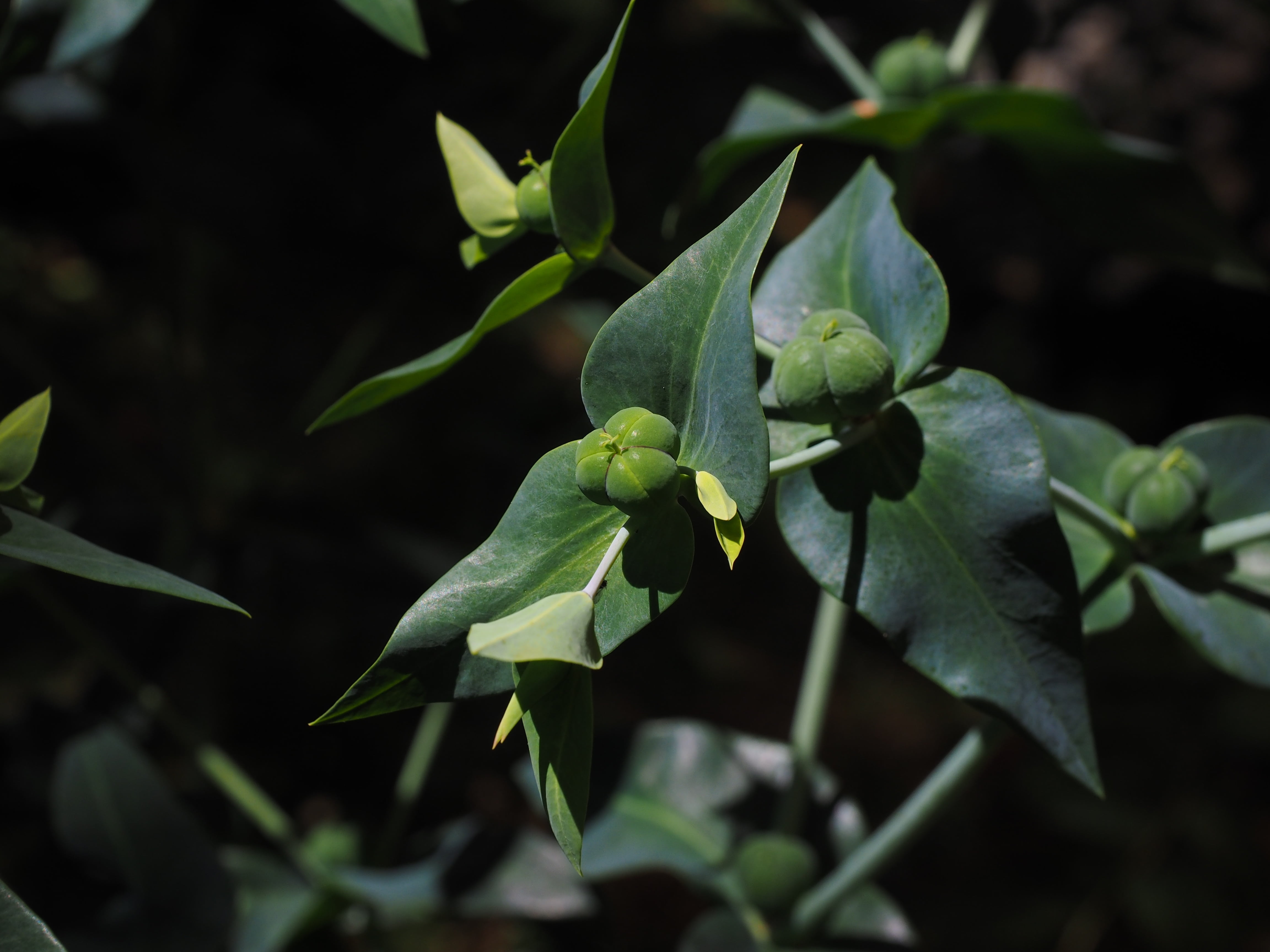 vole wolf milk, euphorbia lathyris, close-up, ingeol ester, seeds, fragility, woodpecker root, witches milk, encapsulate, beauty in nature, poison milk, HD Wallpaper